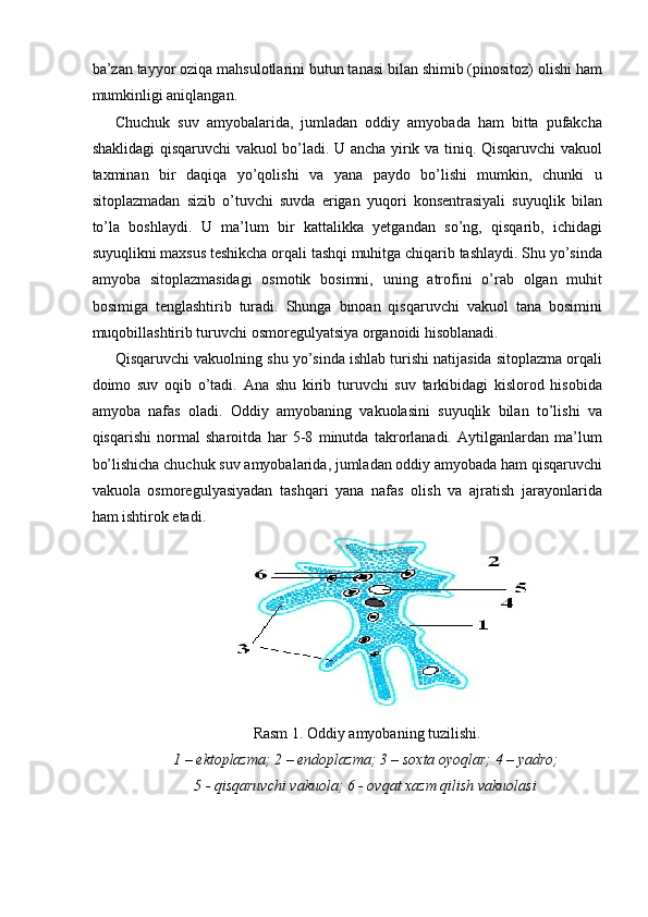 ba’zan tayyor oziqa mahsulotlarini butun tanasi bilan shimib (pinositoz) olishi ham
mumkinligi aniqlangan. 
Chuchuk   suv   amyobalarida,   jumladan   oddiy   amyobada   ham   bitta   pufakcha
shaklidagi qisqaruvchi vakuol bo’ladi. U ancha yirik va tiniq. Qisqaruvchi vakuol
taxminan   bir   daqiqa   yo’qolishi   va   yana   paydo   bo’lishi   mumkin,   chunki   u
sitoplazmadan   sizib   o’tuvchi   suvda   erigan   yuqori   konsentrasiyali   suyuqlik   bilan
to’la   boshlaydi.   U   ma’lum   bir   kattalikka   yetgandan   so’ng,   qisqarib,   ichidagi
suyuqlikni maxsus teshikcha orqali tashqi muhitga chiqarib tashlaydi. Shu yo’sinda
amyoba   sitoplazmasidagi   osmotik   bosimni,   uning   atrofini   o’rab   olgan   muhit
bosimiga   tenglashtirib   turadi.   Shunga   binoan   qisqaruvchi   vakuol   tana   bosimini
muqobillashtirib turuvchi osmoregulyatsiya organoidi hisoblanadi. 
Qisqaruvchi vakuolning shu yo’sinda ishlab turishi natijasida sitoplazma orqali
doimo   suv   oqib   o’tadi.   Ana   shu   kirib   turuvchi   suv   tarkibidagi   kislorod   hisobida
amyoba   nafas   oladi.   Oddiy   amyobaning   vakuolasini   suyuqlik   bilan   to’lishi   va
qisqarishi   normal   sharoitda   har   5-8   minutda   takrorlanadi.   Aytilganlardan   ma’lum
bo’lishicha chuchuk suv amyobalarida, jumladan oddiy amyobada ham qisqaruvchi
vakuola   osmoregulyasiyadan   tashqari   yana   nafas   olish   va   ajratish   jarayonlarida
ham ishtirok etadi. 
Rasm 1. Oddiy amyobaning tuzilishi. 
1 – ektoplazma; 2 – endoplazma; 3 – soxta oyoqlar; 4 – yadro; 
5 - qisqaruvchi vakuola; 6 - ovqat xazm qilish vakuolasi  