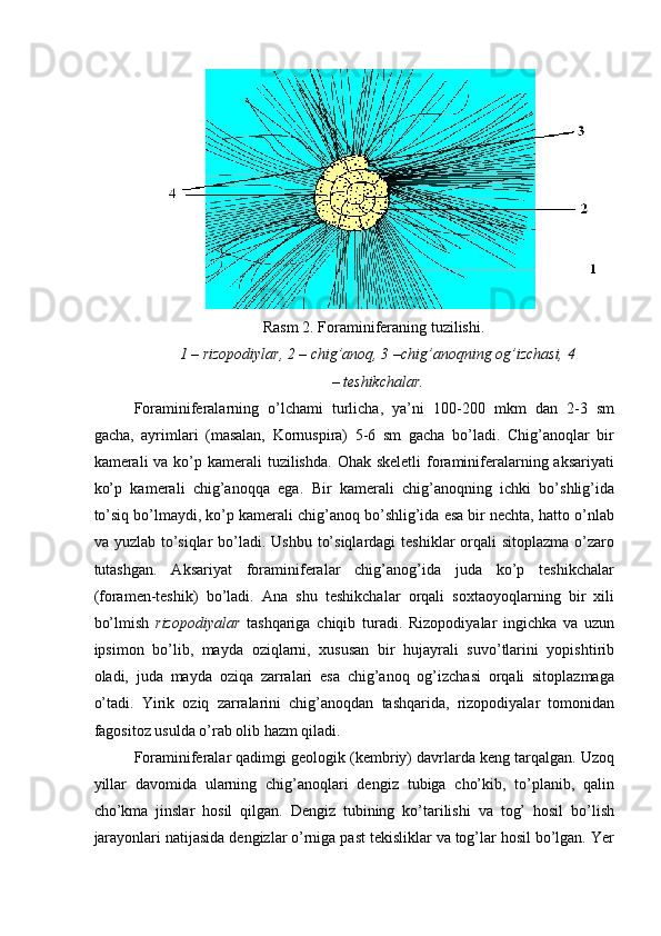 Rasm 2. Foraminiferaning tuzilishi. 
1 – rizopodiylar, 2 – chig’anoq, 3 –chig’anoqning og’izchasi, 4
– teshikchalar.  
Foraminiferalarning   o’lchami   turlicha,   ya’ni   100-200   mkm   dan   2-3   sm
gacha,   ayrimlari   (masalan,   Kornuspira)   5-6   sm   gacha   bo’ladi.   Chig’anoqlar   bir
kamerali  va ko’p kamerali  tuzilishda.  Ohak skeletli  foraminiferalarning aksariyati
ko’p   kamerali   chig’anoqqa   ega.   Bir   kamerali   chig’anoqning   ichki   bo’shlig’ida
to’siq bo’lmaydi, ko’p kamerali chig’anoq bo’shlig’ida esa bir nechta, hatto o’nlab
va yuzlab to’siqlar  bo’ladi. Ushbu  to’siqlardagi  teshiklar  orqali  sitoplazma  o’zaro
tutashgan.   Aksariyat   foraminiferalar   chig’anog’ida   juda   ko’p   teshikchalar
(foramen-teshik)   bo’ladi.   Ana   shu   teshikchalar   orqali   soxtaoyoqlarning   bir   xili
bo’lmish   rizopodiyalar   tashqariga   chiqib   turadi.   Rizopodiyalar   ingichka   va   uzun
ipsimon   bo’lib,   mayda   oziqlarni,   xususan   bir   hujayrali   suvo’tlarini   yopishtirib
oladi,   juda   mayda   oziqa   zarralari   esa   chig’anoq   og’izchasi   orqali   sitoplazmaga
o’tadi.   Yirik   oziq   zarralarini   chig’anoqdan   tashqarida,   rizopodiyalar   tomonidan
fagositoz usulda o’rab olib hazm qiladi. 
Foraminiferalar qadimgi geologik (kembriy) davrlarda keng tarqalgan. Uzoq
yillar   davomida   ularning   chig’anoqlari   dengiz   tubiga   cho’kib,   to’planib,   qalin
cho’kma   jinslar   hosil   qilgan.   Dengiz   tubining   ko’tarilishi   va   tog’   hosil   bo’lish
jarayonlari natijasida dengizlar o’rniga past tekisliklar va tog’lar hosil bo’lgan. Yer 