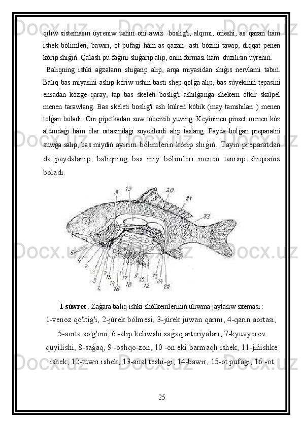 qılıw   sistemasın   úyreniw   ushın   onı   awız     boslig'i,   alqımı,   óńeshi,   as   qazan   hám
ishek   bólimleri,   bawırı,   ot   pufagi   hám   as   qazan     astı   bózini   tawıp,   dıqqat   penen
kórip shıg ıń. Qalash pu-fagini shı	g arıp alıp, onıń forması hám  dúzilisin úyreniń.
  Balıqning   ishki   a	
g zaların   shı	g arıp   alıp,   arqa   miyasidan   shı	g ıs   nervlami   tabıń.
Balıq bas miyasini ashıp kóriw ushın bastı shep qol	
g a alıp, bas súyekiniń tepasini
ensadan   kózge   qaray,   tap   bas   skeleti   boslig'i   ashıl
g an	g a   shekem   ótkir   skalpel
menen   tarawlang.   Bas   skeleti   boslig'i   ash   kúlreń   kóbik   (may   tamshıları   )   menen
tol	
g an   boladı.   Onı   pipetkadan   suw   tóbeizib   yuving.   Keyininen   pinset   menen   kóz
aldında	
g ı   hám   olar   ortasında	g ı   suyeklerdi   alıp   taslang.   Payda   bol	g an   preparatni
suw	
g a salıp, bas miydiń   ayırım bólimlerin kórip shı	g ıń. Tayın preparatdan
da   paydalanıp,   balıqning   bas   mıy   bólimleri   menen   tanısıp   shıqsańız
boladı.
1-súwret  . Za	
g ara balıq ishki shólkemleriniń ulıwma jaylasıw sxeması :
l-venoz qo'ltig'i, 2-júrek bólmesi, 3-júrek juwan qarını, 4-qarın aortası,
5-aorta so'g'oni, 6 -alıp keliwshi sa	
g aq arteriyaları, 7-kyuvyerov
quyilishi, 8-sa	
g aq, 9 -oshqo-zon, 10 -on eki barmaqlı ishek, 11-jińishke
ishek, 12-tuwrı ishek, 13-anal teshi-gi, 14-bawır, 15-ot pufagi, 16 -ot
25 