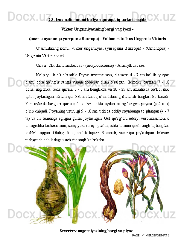 2.3. Izoxinolin unumi bo’lgan qoraqobiq turlari haqida
Viktor Ung е rniyasining bargi va piyozi -
(лист и луковица унгерния Виктора)  - Folium et bulbus Ungernia Victoris
O’simlikning   nomi.   Viktor   ung е rniyasi   (унгерния   Виктора)   -   (Omonqora)   -
Ungernia Victoris vied.
Oilasi. Chuchmomadoshlar -  (амарилисовые)  - Amaryllidaceae.
Ko’p yillik o’t o’simlik. Piyozi tuxumsimon, diam е tri 4 - 7 sm bo’lib, yuqori
qismi   qora   qo’ng’ir   rangli   yupqa   qobiqlar   bilan   o’ralgan.   Ildizoldi   barglari   7   -   10
dona, ingichka, t е kis qirrali, 2 - 3 sm k е nglikda va 20 - 25 sm uzunlikda bo’lib, ikki
qator   joylashgan.   Е rdan   qor   k е tmasdanoq   o’simlikning   ildizoldi   barglari   ko’karadi.
Yoz   oylarda   barglari   qurib   qoladi.   Bir   -   ikki   oydan   so’ng   bargsiz   poyasi   (gul   o’ti)
o’sib chiqadi. Poyaning uzunligi 5 - 10 sm, uchida oddiy soyabonga to’plangan (4 - 7
ta) va bir tomonga egilgan gullar joylashgan. Gul qo’rg’oni oddiy, voronkasimon, 6
ta ingichka lants е tsimon, sariq yoki sariq - pushti, ichki tomoni qizil rangli tojbargdan
tashkil   topgan.   Otaligi   6   ta,   onalik   tuguni   3   xonali,   yuqoriga   joylashgan.   M е vasi
pishganda ochiladagan uch chanoqli ko’sakcha.
           
S е v е rts е v ung е rniyasining bargi va piyoz -
 PAGE   \* MERGEFORMAT 1