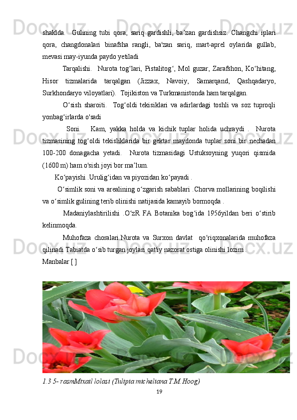 shaklda.     Gulining   tubi   qora,   sariq   gardishli,   ba zan   gardishsiz.   Changchi   iplariʼ
qora,   changdonalari   binafsha   rangli,   ba'zan   sariq,   mart-aprel   oylarida   gullab,
mevasi may-iyunda paydo yetiladi 
              Tarqalishi.     Nurota   tog lari,   Pistalitog ,   Mol   guzar,   Zarafshon,   Ko hitang,	
ʻ ʻ ʻ
Hisor   tizmalarida   tarqalgan   (Jizzax,   Navoiy,   Samarqand,   Qashqadaryo,
Surkhondaryo viloyatlari).  Tojikiston va Turkmanistonda ham tarqalgan.
  O sish   sharoiti.     Tog oldi   tekisiklari   va   adirlardagi   toshli   va   soz   tuproqli	
ʻ ʻ
yonbag irlarda o'sadi
ʻ
              Soni.       Kam,   yakka   holda   va   kichik   tuplar   holida   uchraydi   .     Nurota
tizmasining   tog oldi   tekisliklarida   bir   gektar   maydonda   tuplar   soni   bir   nechadan	
ʻ
100-200   donagacha   yetadi.     Nurota   tizmasidagi   Ustuksoyning   yuqori   qismida
(1600 m) ham o'sish joyi bor ma lum.	
ʼ
       Ko payishi .Urulig idan va piyozidan ko payadi .	
ʻ ʻ ʻ
            O simlik soni va arealining o zgarish sabablari .Chorva mollarining boqilishi
ʻ ʻ
va o simlik gulining terib olinishi natijasida kamayib bormoqda .	
ʻ
              Madaniylashtirilishi   .O zR   FA   Botanika   bog ida   1956yildan   beri   o stirib	
ʻ ʻ ʻ
kelinmoqda.
              Muhofaza   choralari.Nurota   va   Surxon   davlat     qo riqxonalarida   muhofaza	
ʻ
qilinadi Tabiatda o sib turgan joylari qat'iy nazorat ostiga olinishi lozim .	
ʻ
Manbalar [ ]
1.3 5- rasmMixail lolasi (Tulipia micheliana T.M.Hoog)  
19 