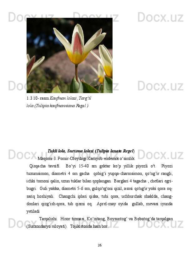  
1.3 10- rasm  Kaufman lolasi ,Targ il ʻ
lola (Tulipia kaufmanniana Regel )
                    Tukli lola, Surxona lolasi (Tulipia lanata Regel )
Maqomi 3. Pomir-Oloydagi Kamyob endemik o simlik.	
ʻ
  Qisqacha   tavsifi.     Bo yi   15-40   sm   gektar   ko p   yillik   piyozli   o't.     Piyozi	
ʻ ʻ
tuxumsimon,   diametri   4   sm   gacha     qobig i   yupqa-charmsimon,   qo ng ir   rangli,	
ʻ ʻ ʻ
ichki tomoni qalin, uzun tuklar bilan qoplangan.  Barglari 4 tagacha , chetlari egri-
bugri.  Guli yakka, diametri 5-6 sm, gulqo'rg'oni qizil, asosi qo'ng'ir yoki qora oq-
sariq   hoshiyali.     Changchi   iplari   qiska,   tubi   qora,   uchburchak   shaklda,   chang-
donlari   qizg ish-qora,   tub   qismi   oq.     Aprel-may   oyida     gullab,   mevasi   iyunda	
ʻ
yetiladi
  Tarqalishi.   Hisor tizmasi, Ko xitang, Boysuntog  va Bobotog da tarqalgan	
ʻ ʻ ʻ
(Surxondaryo viloyati).  Tojikistonda ham bor.
26 
