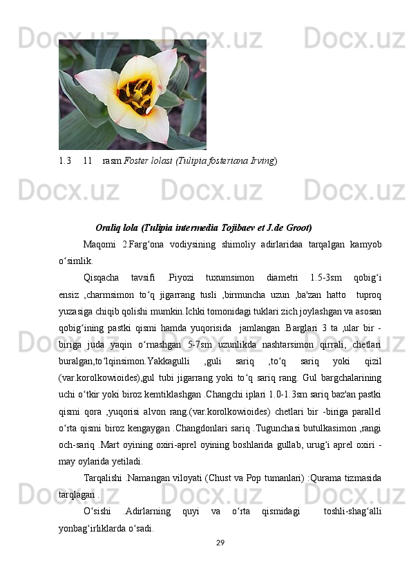 1.3     11  rasm–   Foster lolasi (Tulipia fosteriana Irving )
                Oraliq lola (Tulipia intermedia Tojibaev et J.de Groot)
Maqomi   2.Farg ona   vodiysining   shimoliy   adirlaridaa   tarqalgan   kamyob	
ʻ
o simlik.	
ʻ
Qisqacha   tavsifi   .Piyozi   tuxumsimon   diametri   1.5-3sm   qobig i	
ʻ
ensiz   ,charmsimon   to q   jigarrang   tusli   ,birmuncha   uzun   ,ba'zan   hatto     tuproq	
ʻ
yuzasiga chiqib qolishi mumkin.Ichki tomonidagi tuklari zich joylashgan va asosan
qobig ining   pastki   qismi   hamda   yuqorisida     jamlangan   .Barglari   3   ta   ,ular   bir   -	
ʻ
biriga   juda   yaqin   o rnashgan   5-7sm   uzunlikda   nashtarsimon   qirrali,   chetlari	
ʻ
buralgan,to lqinsimon.Yakkagulli   ,guli   sariq   ,to q   sariq   yoki   qizil	
ʻ ʻ
(var.korolkowioides),gul   tubi   jigarrang   yoki   to q   sariq   rang.   Gul   bargchalarining	
ʻ
uchi o tkir yoki biroz kemtiklashgan .Changchi iplari 1.0-1.3sm sariq baz'an pastki	
ʻ
qismi   qora   ,yuqorisi   alvon   rang.(var.korolkowioides)   chetlari   bir   -biriga   parallel
o rta qismi biroz kengaygan .Changdonlari sariq .Tugunchasi butulkasimon ,rangi	
ʻ
och-sariq  .Mart   oyining  oxiri-aprel   oyining  boshlarida   gullab,   urug i   aprel   oxiri   -	
ʻ
may oylarida yetiladi.
Tarqalishi .Namangan viloyati (Chust va Pop tumanlari) :Qurama tizmasida
tarqlagan .
O sishi   .Adirlarning   quyi   va   o rta   qismidagi     toshli-shag alli	
ʻ ʻ ʻ
yonbag irliklarda o sadi.
ʻ ʻ
29 