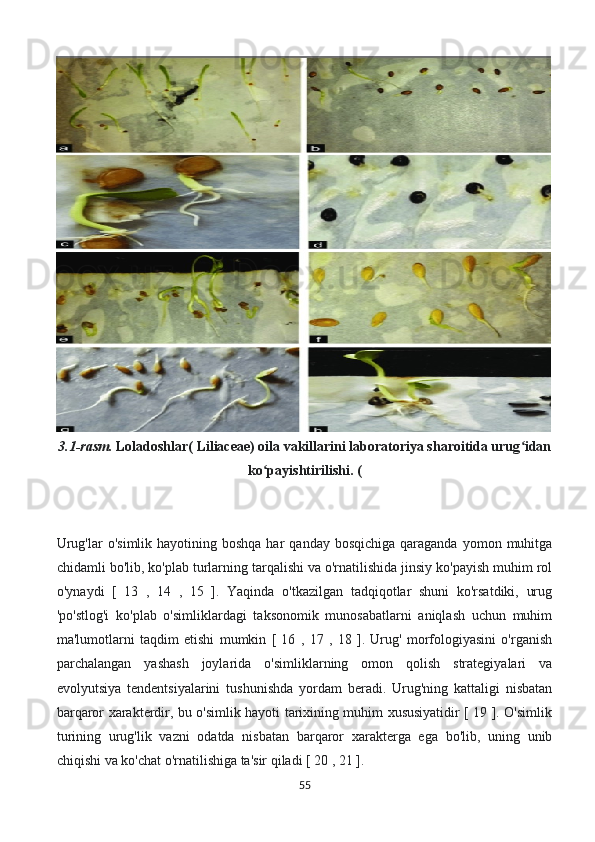 3.1-rasm.  Loladoshlar( Liliaceae) oila vakillarini laboratoriya sharoitida urug idanʻ
ko payishtirilishi. (	
ʻ
Urug'lar   o'simlik  hayotining boshqa  har   qanday bosqichiga   qaraganda  yomon  muhitga
chidamli bo'lib, ko'plab turlarning tarqalishi va o'rnatilishida jinsiy ko'payish muhim rol
o'ynaydi   [   13   ,   14   ,   15   ].   Yaqinda   o'tkazilgan   tadqiqotlar   shuni   ko'rsatdiki,   urug
'po'stlog'i   ko'plab   o'simliklardagi   taksonomik   munosabatlarni   aniqlash   uchun   muhim
ma'lumotlarni   taqdim   etishi   mumkin   [   16   ,   17   ,   18   ].   Urug'   morfologiyasini   o'rganish
parchalangan   yashash   joylarida   o'simliklarning   omon   qolish   strategiyalari   va
evolyutsiya   tendentsiyalarini   tushunishda   yordam   beradi.   Urug'ning   kattaligi   nisbatan
barqaror xarakterdir, bu o'simlik hayoti tarixining muhim xususiyatidir [ 19 ]. O'simlik
turining   urug'lik   vazni   odatda   nisbatan   barqaror   xarakterga   ega   bo'lib,   uning   unib
chiqishi va ko'chat o'rnatilishiga ta'sir qiladi [ 20 , 21 ].
55 