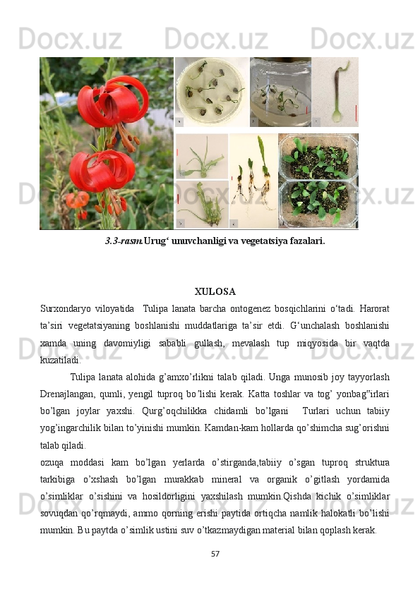 3.3-rasm. Urug  unuvchanligi va vegetatsiya fazalari.ʻ
XULOSA 
Surxondaryo   viloyatida     Tulipa   lanata   barcha   ontogenez   bosqichlarini   o‘tadi.   Harorat
ta’siri   vegetatsiyaning   boshlanishi   muddatlariga   ta’sir   etdi.   G‘unchalash   boshlanishi
xamda   uning   davomiyligi   sababli   gullash,   mevalash   tup   miqyosida   bir   vaqtda
kuzatiladi.
                Tulipa   lanata   alohida   g’amxo’rlikni   talab   qiladi.   Unga   munosib   joy   tayyorlash
Drenajlangan,   qumli,   yengil   tuproq   bo lishi   kerak.   Katta   toshlar   va   tog’   yonbag irlari	
ʼ ‟
bo’lgan   joylar   yaxshi.   Qurg’oqchilikka   chidamli   bo’lgani     Turlari   uchun   tabiiy
yog’ingarchilik bilan to’yinishi mumkin. Kamdan-kam hollarda qo’shimcha sug’orishni
talab qiladi. 
ozuqa   moddasi   kam   bo’lgan   yerlarda   o’stirganda,tabiiy   o’sgan   tuproq   struktura
tarkibiga   o’xshash   bo’lgan   murakkab   mineral   va   organik   o’gitlash   yordamida
o’simliklar   o’sishini   va   hosildorligini   yaxshilash   mumkin.Qishda   kichik   o’simliklar
sovuqdan   qo’rqmaydi,   ammo   qorning   erishi   paytida   ortiqcha   namlik   halokatli   bo’lishi
mumkin. Bu paytda o’simlik ustini suv o’tkazmaydigan material bilan qoplash kerak.
57 