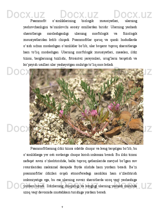 9Psammofit   o‘simliklarining   biologik   xususiyatlari,   ularning
yashovchanligini   ta’minlovchi   asosiy   omillardan   biridir.   Ularning   yashash
sharoitlariga   moslashganligi   ularning   morfologik   va   fiziologik
xususiyatlaridan   kelib   chiqadi.   Psammofitlar   quruq   va   qumli   hududlarda
o‘sish uchun moslashgan o‘simliklar bo‘lib, ular beqaror tuproq sharoitlariga
ham   to‘liq   moslashgan.   Ularning   morfologik   xususiyatlari,   masalan,   ildiz
tizimi,   barglarining   tuzilishi,   fotosintez   jarayonlari,   urug‘larni   tarqatish   va
ko‘payish usullari ular yashayotgan muhitga to‘liq mos keladi.
Psammofitlarning ildiz tizimi odatda chuqur va keng tarqalgan bo‘lib, bu
o‘simliklarga yer osti suvlariga chuqur kirish imkonini beradi. Bu ildiz tizimi
nafaqat   suvni   o‘zlashtirishda,   balki   tuproq   qatlamlarida   mavjud   bo‘lgan   suv
resurslaridan   maksimal   darajada   foyda   olishda   ham   yordam   beradi.   Ba’zi
psammofitlar   ildizlari   orqali   atmosferadagi   namlikni   ham   o‘zlashtirish
imkoniyatiga   ega,   bu   esa   ularning   suvsiz   sharoitlarda   uzoq   vaqt   yashashiga
yordam beradi. Ildizlarning chuqurligi va kengligi ularning yashash muhitida
uzoq vaqt davomida mustahkam turishiga yordam beradi. 