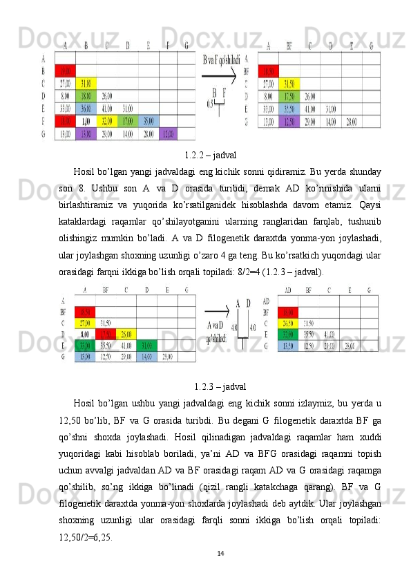 1.2.2 – jadval
Hosil bo’lgan yangi jadvaldagi eng kichik sonni  qidiramiz. Bu yerda shunday
son   8.   Ushbu   son   A   va   D   orasida   turibdi,   demak   AD   ko’rinishida   ularni
birlashtiramiz   va   yuqorida   ko’rsatilganidek   hisoblashda   davom   etamiz.   Qaysi
kataklardagi   raqamlar   qo’shilayotganini   ularning   ranglaridan   farqlab,   tushunib
olishingiz   mumkin   bo’ladi.   A   va   D   filogenetik   daraxtda   yonma-yon   joylashadi,
ular joylashgan shoxning uzunligi o’zaro 4 ga teng. Bu ko’rsatkich yuqoridagi ular
orasidagi farqni ikkiga bo’lish orqali topiladi: 8/2=4 (1.2.3 – jadval).
1.2.3 –  jadval
Hosil   bo’lgan   ushbu   yangi   jadvaldagi   eng   kichik   sonni   izlaymiz,   bu   yerda   u
12,50   bo’lib,   BF   va   G   orasida   turibdi.   Bu   degani   G   filogenetik   daraxtda   BF   ga
qo’shni   shoxda   joylashadi.   Hosil   qilinadigan   jadvaldagi   raqamlar   ham   xuddi
yuqoridagi   kabi   hisoblab   boriladi,   ya’ni   AD   va   BFG   orasidagi   raqamni   topish
uchun avvalgi  jadvaldan AD va BF orasidagi  raqam  AD va G orasidagi  raqamga
qo’shilib,   so’ng   ikkiga   bo’linadi   (qizil   rangli   katakchaga   qarang).   BF   va   G
filogenetik daraxtda yonma-yon shoxlarda joylashadi  deb aytdik. Ular  joylashgan
shoxning   uzunligi   ular   orasidagi   farqli   sonni   ikkiga   bo’lish   orqali   topiladi:
12,50/2=6,25. 
14 