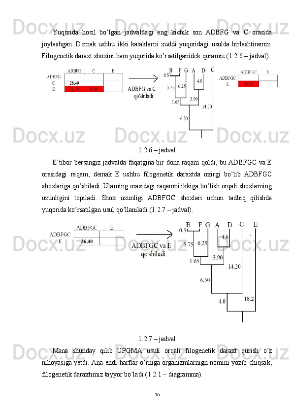 Yuqorida   hosil   bo’lgan   jadvaldagi   eng   kichik   son   ADBFG   va   C   orasida
joylashgan.   Demak   ushbu   ikki   kataklarni   xuddi   yuqoridagi   usulda   birlashtiramiz.
Filogenetik daraxt shoxini ham yuqorida ko’rsatilganidek quramiz (1.2.6 – jadval).
1.2.6 – jadval
E’tibor bersangiz jadvalda faqatgina bir dona raqam qoldi, bu ADBFGC va E
orasidagi   raqam,   demak   E   ushbu   filogenetik   daraxtda   oxirgi   bo’lib   ADBFGC
shoxlariga qo’shiladi. Ularning orasidagi raqamni ikkiga bo’lish orqali shoxlarning
uzunligini   topiladi.   Shox   uzunligi   ADBFGC   shoxlari   uchun   tadbiq   qilishda
yuqorida ko’rsatilgan usul qo’llaniladi (1.2.7 – jadval).
1.2.7 – jadval
Mana   shunday   qilib   UPGMA   usuli   orqali   filogenetik   daraxt   qurish   o’z
nihoyasiga yetdi. Ana endi harflar o’rniga organizmlarnign nomini yozib chiqsak,
filogenetik daraxtimiz tayyor bo’ladi (1.2.1 – diagramma).
16 