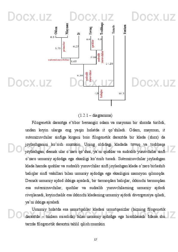 (1.2.1 – diagramma)
Filogenetik   daraxtga   e’tibor   bersangiz   odam   va   maymun   bir   shoxda   turibdi,
undan   keyin   ularga   eng   yaqin   holatda   it   qo’shiladi.   Odam,   maymun,   it
sutemizuvchilar   sinfiga   kirgani   bois   filogenetik   daraxtda   bir   klada   (shox)   da
joylashganini   ko’rish   mumkin.   Uning   oldidagi   kladada   tovuq   va   toshbaqa
joylashgan, demak ular o’zaro qo’shni, ya’ni qushlar va sudralib yuruvchilar sinfi
o’zaro   umumiy   ajdodga   ega   ekanligi   ko’rinib   turadi.   Sutemizuvchilar   joylashgan
klada hamda qushlar va sudralib yuruvchilar sinfi joylashgan klada o’zaro birlashib
baliqlar   sinfi   vakillari   bilan   umumiy   ajdodga   ega   ekanligini   namoyon   qilmoqda.
Demak umumiy ajdod ikkiga ajraladi, bir tarmoqdan baliqlar, ikkinchi tarmoqdan
esa   sutemizuvchilar,   qushlar   va   sudralib   yuruvchilarning   umumiy   ajdodi
rivojlanadi, keyinchalik esa ikkinchi kladaning umumiy ajdodi divergensiya qiladi,
ya’ni ikkiga ajraladi.
Umumiy   holatda   esa   umurtqalilar   kladasi   umurtqasizlar   (bizning   filogenetik
daraxtda   –   tunlam   misolida)   bilan   umumiy   ajdodga   ega   hisoblanadi.   Mana   shu
tarzda filogenetik daraxtni tahlil qilish mumkin. 
17 