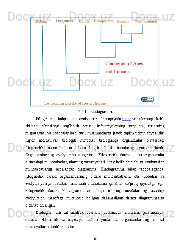 2.1.1 –  kladogrammalar
Filogenetik   tadqiqotlar   evolyutsion   biologiyada   turlar   va   ularning   kelib
chiqishi   o ’ rtasidagi   bog ’ liqlik ,   virusli   infektsiyalarning   tarqalishi ,   turlarning
migratsiyasi   va   boshqalar   kabi   turli   muammolarga   javob   topish   uchun   foydalidir .
Ilg ’ or   molekulyar   biologik   metodlar   biologlarga   organizmlar   o ’ rtasidagi
filogenetik   munosabatlarni   o ’ zaro   bog ’ liq   holda   baholashga   yordam   berdi .
Organizmlarning   evolyutsion   o ’ zgarishi .   Filogenetik   daraxt   –   bu   organizmlar
o ’ rtasidagi   munosabatlar ,  ularning   xususiyatlari ,  irsiy   kelib   chiqishi   va   evolyutsion
munosabatlariga   asoslangan   diagramma .   Kladogramma   bilan   taqqoslaganda ,
filogenetik   daraxt   organizmlarning   o ’ zaro   munosabatlarini   ota   - bobolari   va
evolyutsiyasiga   nisbatan   mazmunli   muhokama   qilishda   ko ’ proq   qiymatga   ega .
Filogenetik   daraxt   kladogrammadan   farqli   o ’ laroq ,   novdalarning   uzunligi
evolyutsion   masofaga   mutanosib   bo ’ lgan   dallanadigan   daraxt   diagrammasiga
o ’ xshab   chizilgan .
Biologlar   turli   xil   analitik   vositalar   yordamida,   masalan,   parsimoniya,
masofa,   ehtimollik   va   bayeziya   usullari   yordamida   organizmlarning   har   xil
xususiyatlarini tahlil qiladilar. 
19 