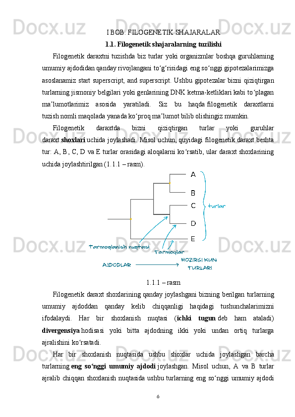 I BOB. FILOGENETIK SHAJARALAR
1.1. Filogenetik shajaralarning   tuzilishi
Filogenetik daraxtni tuzishda biz turlar yoki organizmlar boshqa guruhlarning
umumiy ajdodidan qanday rivojlangani to g risidagi eng so nggi gipotezalarimizgaʻ ʻ ʻ
asoslanamiz   start superscript, and superscript . Ushbu gipotezalar bizni qiziqtirgan
turlarning jismoniy belgilari yoki genlarining DNK ketma-ketliklari kabi to plagan	
ʻ
ma lumotlarimiz   asosida   yaratiladi.   Siz   bu   haqda	
ʼ   filogenetik   daraxtlarni
tuzish   nomli maqolada yanada ko proq ma lumot bilib olishingiz mumkin.	
ʻ ʼ
Filogenetik   daraxtda   bizni   qiziqtirgan   turlar   yoki   guruhlar
daraxt   shoxlari   uchida joylashadi. Misol uchun, quyidagi filogenetik daraxt beshta
tur: A, B, C, D va E turlar orasidagi aloqalarni ko rsatib, ular daraxt shoxlarining	
ʻ
uchida joylashtirilgan (1.1.1 – rasm).
1.1.1 –  rasm  
Filogenetik   daraxt   shoxlarining   qanday   joylashgani   bizning   berilgan   turlarning
umumiy   ajdoddan   qanday   kelib   chiqqanligi   haqidagi   tushunchalarimizni
ifodalaydi .   Har   bir   shoxlanish   nuqtasi   ( ichki   tugun   deb   ham   ataladi )
divergensiya   hodisasi   yoki   bitta   ajdodning   ikki   yoki   undan   ortiq   turlarga
ajralishini   ko ʻ rsatadi .
Har   bir   shoxlanish   nuqtasida   ushbu   shoxlar   uchida   joylashgan   barcha
turlarning   eng   so ʻ nggi   umumiy   ajdodi   joylashgan .   Misol   uchun ,   A   va   B   turlar
ajralib   chiqqan   shoxlanish   nuqtasida   ushbu   turlarning   eng   so ʻ nggi   umumiy   ajdodi
6 