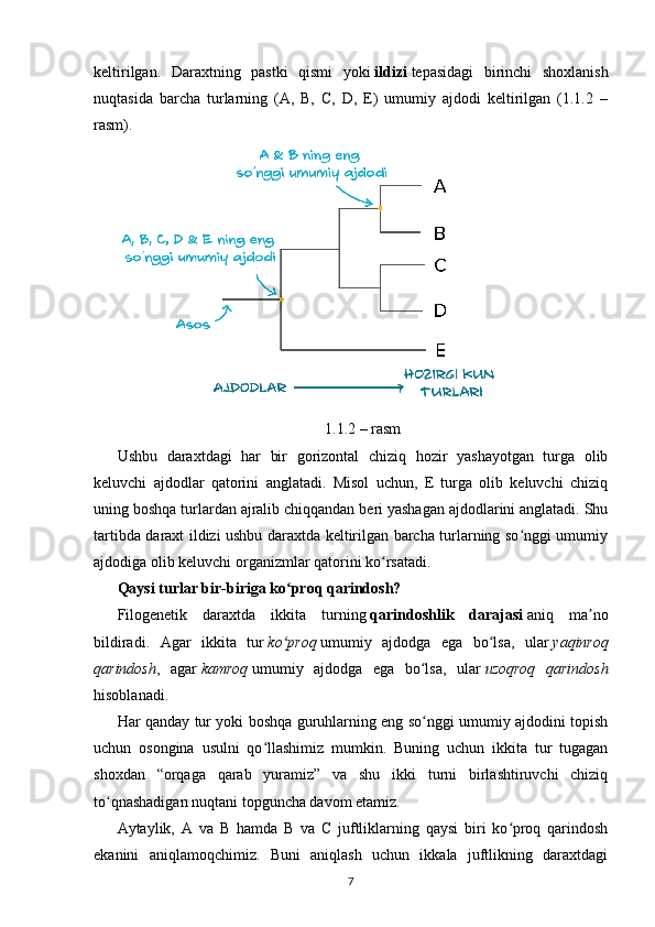 keltirilgan .   Daraxtning   pastki   qismi   yoki   ildizi   tepasidagi   birinchi   shoxlanish
nuqtasida   barcha   turlarning   (A,   B,   C,   D,   E)   umumiy   ajdodi   keltirilgan   (1.1.2   –
rasm).  
1.1.2 – rasm 
Ushbu   daraxtdagi   har   bir   gorizontal   chiziq   hozir   yashayotgan   turga   olib
keluvchi   ajdodlar   qatorini   anglatadi.   Misol   uchun,   E   turga   olib   keluvchi   chiziq
uning boshqa turlardan ajralib chiqqandan beri yashagan ajdodlarini anglatadi. Shu
tartibda daraxt ildizi ushbu daraxtda keltirilgan barcha turlarning so nggi umumiyʻ
ajdodiga olib keluvchi organizmlar qatorini ko rsatadi.	
ʻ
Qaysi turlar bir-biriga ko proq qarindosh?	
ʻ
Filogenetik   daraxtda   ikkita   turning   qarindoshlik   darajasi   aniq   ma no	
ʼ
bildiradi.   Agar   ikkita   tur   ko proq	
ʻ   umumiy   ajdodga   ega   bo lsa,   ular	ʻ   yaqinroq
qarindosh ,   agar   kamroq   umumiy   ajdodga   ega   bo lsa,   ular	
ʻ   uzoqroq   qarindosh
hisoblanadi.
Har qanday tur yoki boshqa guruhlarning eng so nggi umumiy ajdodini topish
ʻ
uchun   osongina   usulni   qo llashimiz   mumkin.   Buning   uchun   ikkita   tur   tugagan	
ʻ
shoxdan   “orqaga   qarab   yuramiz”   va   shu   ikki   turni   birlashtiruvchi   chiziq
to qnashadigan nuqtani topguncha davom etamiz.	
ʻ
Aytaylik,   A   va   B   hamda   B   va   C   juftliklarning   qaysi   biri   ko proq   qarindosh	
ʻ
ekanini   aniqlamoqchimiz.   Buni   aniqlash   uchun   ikkala   juftlikning   daraxtdagi
7 
