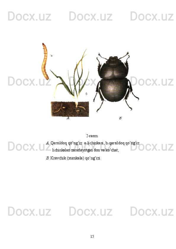 A B
2-rasm.
A.  Qarsildoq qo’ng’iz: a-lichinkasi, b-qarsildoq qo’ng’iz
lichinkalari zararlayotgan don va k o’ chat ;
B . Kravchik (xumkala) qo’ng’izi .
15