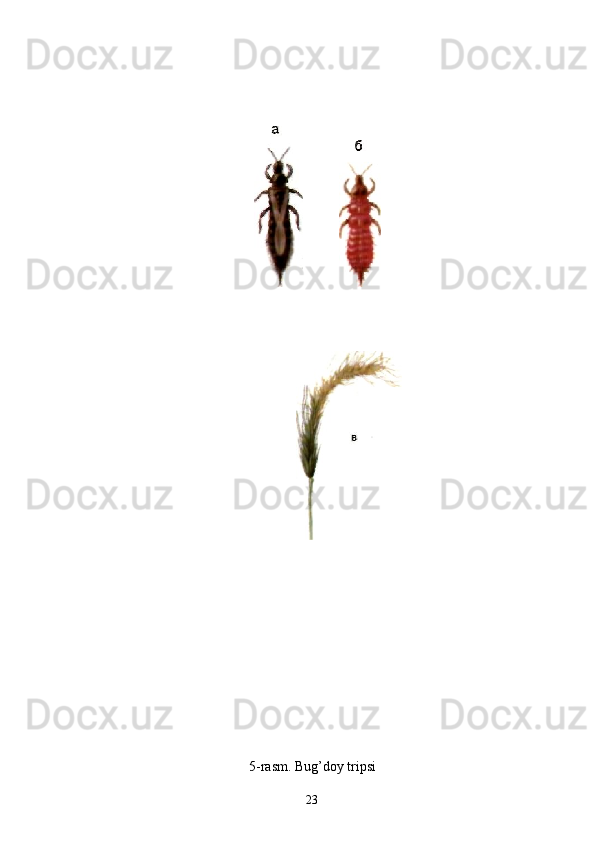 5 - ra s m. Bug’doy tripsi             
                     
23