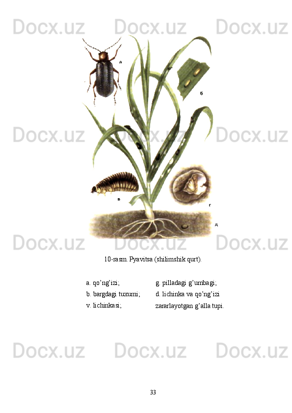 10-rasm.   Pyavitsa (shilimshik qurt) .
a . qo’ n g’ izi ; g .  pilladagi  g’ umbagi ;
b .  bargdagi tuxumi ; d .  lichinka va  qo’ng’izi  
zararlayotgan g’alla tupi.v .  lichinkasi ;
33 