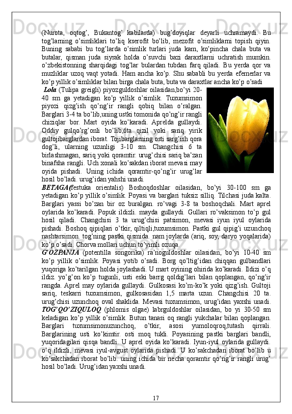 (Nurota,   oqtog’,   Bukantog’   kabilarda)   bug’doyiqlar   deyarli   uchramaydi.   Bu
tog’larning   o’simliklari   to’liq   kserofit   bo’lib,   mezofit   o’simliklarni   topish   qiyin.
Buning   sababi   bu   tog’larda   o’simlik   turlari   juda   kam,   ko’pincha   chala   buta   va
butalar,   qisman   juda   siyrak   holda   o’suvchi   bazi   daraxtlarni   uchratish   mumkin.
o’zbekistonning   sharqidagi   tog’lar   bulardan   tubdan   farq   qiladi.   Bu   yerda   qor   va
muzliklar   uzoq   vaqt   yotadi.   Ham   ancha   ko’p.   Shu   sababli   bu   yerda   efemerlar   va
ko’p yillik o’simliklar bilan birga chala buta, buta va daraxtlar ancha ko’p o’sadi 
  Lola   (Tulipa greigli) piyozguldoshlar oilasidan,bo’yi 20-
40   sm   ga   yetadigan   ko’p   yillik   o’simlik.   Tuxumsimon
piyozi   qizg’ish   qo’ng’ir   rangli   qobiq   bilan   o’ralgan.
Barglari 3-4 ta bo’lib,uning ustki tomonida qo’ng’ir rangli
chiziqlar   bor.   Mart   oyida   ko’karadi.   Aprelda   gullaydi.
Oddiy   gulqo’rg’onli   bo’lib,6ta   qizil   yoki   sariq   yirik
gultojibarglardan iborat. Tojibarglarning osti sarg’ish qora
dog’li,   ularning   uzunligi   3-10   sm.   Changchisi   6   ta
birlashmagan, sariq yoki qoramtir. urug’chisi sariq ba’zan
binafsha rangli. Uch xonali ko’sakdan iborat mevasi may
oyida   pishadi.   Uning   ichida   qoramtir-qo’ng’ir   urug’lar
hosil bo’ladi. urug’idan yahshi unadi. 
BETAGA( festuka   orientalis)   Boshoqdoshlar   oilasidan,   bo’yi   30-100   sm   ga
yetadigan ko’p yillik o’simlik. Poyasi va barglari tuksiz silliq. Tilchasi juda kalta.
Barglari   yassi   bo’zan   bir   oz   buralgan.   ro’vagi   3-8   ta   boshoqchali.   Mart   aprel
oylarida   ko’karadi.   Popuk   ildizli.   mayda   gullaydi.   Gullari   ro’vaksimon   to’p   gul
hosil   qiladi.   Changchisi   3   ta   urug’chisi   patsimon,   mevasi   iyun   iyul   oylarida
pishadi.   Boshoq   qipiqlari   o’tkir,   qiltiqli,tuxumsimon.   Pastki   gul   qipig’i   uzunchoq
nashtarsimon. tog’ning pastki qismida. nam joylarda (ariq, soy, daryo yoqalarida)
ko’p o’sadi. Chorva mollari uchun to’yimli ozuqa. 
G’OZPANJA   (potentilla   songorika)   ra’noguldoshlar   oilasidan,   bo’yi   10-40   sm
ko’p   yillik   o’simlik.   Poyasi   yotib   o’sadi.   Borg   qo’ltig’idan   chiqqan   gulbandlari
yuqoriga ko’tarilgan holda joylashadi. U mart oyining ohirida ko’karadi. Ildizi o’q
ildiz.   yo’g’on   ko’p   tugunli,   usti   eski   barrg   qoldig’lari   bilan   qoplangan,   qo’ng’ir
rangda.  Aprel   may   oylarida   gullaydi.   Gulkosasi   ko’m-ko’k   yoki   qizg’ish.   Gultoji
sariq,   teskarri   tuxumsimon,   gulkosasidan   1,5   marta   uzun.   Changchisi   20   ta.
urug’chisi   uzunchoq   oval   shaklida.   Mevasi   tuxumsimon,   urug’idan   yaxshi   unadi.
TOG’QO’ZIQULOQ   (phlomis   olgae)   labrguldoshlar   oilasidan,   bo   yi   30-50   sm
keladigan  ko’p  yillik  o’simlik.  Butun   tanasi  oq  rangli  yukchalar  bilan  qoplangan.
Barglari   tuxumsimonuzunchoq,   o’tkir,   asosi   yumoloqroq,tutash   qirrali.
Barglarining   usti   ko’kimtir.   osti   moq   tukli.   Poyasining   pastki   barglari   bandli,
yuqoridagilari   qisqa   bandli.   U   aprel   oyida   ko’karadi.   Iyun-iyul   oylarida   gullaydi.
o’q   ildizli,   mevasi   iyul-avgust   oylarida   pishadi.   U   ko’sakchadan   iborat   bo’lib   u
ko’sakchadan   iborat   bo’lib.  uning   ichida  bir   necha   qoramtir   qo’ng’ir   rangli   urug’
hosil bo’ladi. Urug’idan yaxshi unadi. 
  17   