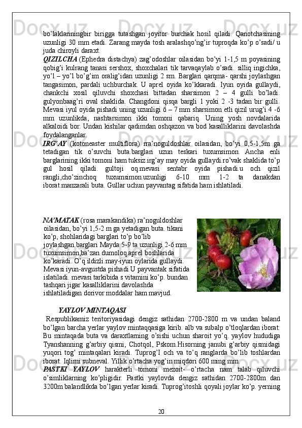 bo’laklariningbir   birigga   tutashgan   joyitor   burchak   hosil   qiladi.   Qanotchasining
uzunligi 30 mm etadi. Zarang mayda tosh aralashqo’ng’ir tuproqda ko’p o’sadi/ u
juda chiroyli daraxt. 
QIZILCHA  (Ephedra distachya)  zag’odoshlar  oilasidan bo’yi  1-1,5 m poyasining
qobig’i  kulrang tanasi  sershox, shoxchalari  tik tarvaqaylab  o’sadi. silliq ingichka,
yo’l – yo’l bo’g’im oralig’idan uzunligi 2 sm. Barglari qarqma- qarshi joylashgan
tangasimon,   pardali   uchburchak.   U   aprel   oyida   ko’kkaradi.   Iyun   oyida   gullaydi,
chankchi   xosil   qiluvchi   shoxchasi   bittadan   sharsimon   2   –   4   gulli   bo’ladi.
gulyonbaag’ri   oval   shaklida.   Changdoni   qisqa   bargli   1   yoki   2   -3   tadan   bir   gulli.
Mevasi iyul oyida pishadi uning uzunligi 6 – 7 mm sharsimon etli qizil urug’i 4 -6
mm   uzunlikda,   nashtarsimon   ikki   tomoni   qabariq.   Uning   yosh   novdalarida
alkaloidi bor. Undan kishilar qadimdan oshqazon va bod kasalliklarini davolashda
foydalanganlar. 
IRG’AY   (kotoneaster   multiflora)   rra’noguldoshlar   oilasidan,   bo’yi   0,5-1,5m   ga
tetadigan   tik   o’suvchi   buta.barglari   uzun   teskari   tuxumsimon.   Ancha   enli
barglarining ikki tomoni ham tuksiz.irg’ay may oyida gullaydi.ro’vak shaklida to’p
gul   hosil   qiladi.   gultoji   oq.mevasi   sentabr   oyida   pishadi.u   och   qizil
rangli,cho’zinchoq   tuxumsimon.uzunligi   6-10   mm   1-2   ta   danakdan
iborat.manzarali buta. Gullar uchun payvantag sifatida ham ishlatiladi. 
 
 
 
NA’MATAK  (rosa marakandika) ra’noguldoshlar
oilasidan, bo’yi 1,5-2 m ga yetadigan buta. tikani
ko’p, shohlaridagi barglari to’p bo’lib
joylashgan.barglari Mayda 5-9 ta uzunligi 2-6 mm
tuxumsimon,ba’zan dumoloq.aprel boshlarida
ko’karadi. O’q ildizli.may-iyun oylarida gullaydi.
Mevasi iyun-avgustda pishadi U payvantak sifatida
islatiladi. mevasi tarkibida s vitamini ko’p. bundan
tashqari jigar kasalliklarini davolashda
ishlatiladigan dorivor moddalar ham mavjud. 
 
  YAYLOV MINTAQASI 
  Respublikamiz   teritoriyasidagi   dengiz   sathidan   2700-2800   m   va   undan   baland
bo’lgan barcha yerlar yaylov mintaqqasiga kirib. alb va subalp o’tloqlardan iborat.
Bu   mintaqada   buta   va   daraxtlarning   o’sishi   uchun   sharoit   yo’q.   yaylov   hududiga
Tyanshanning   g’arbiy   qismi,   Chotqol,   Pskom.Hisorning   janubi   g’arbiy   qismidagi
yuqori   tog’  mintaqalari   kiradi.   Tuprog’I   och   va   to’q   ranglarda   bo’lib   toshlardan
iborat. Iqlimi subneval. Yillik o’rtacha yog’in miqdori 600 ming mm.  
PASTKI   YAYLOV   harakterli   tomoni   mezoit-   o’rtacha   nam   talab   qiluvchi
o’simliklarning   ko’pligidir.   Pastki   yaylovda   dengiz   sathidan   2700-2800m   dan
3200m balandlikda bo’lgan yerlar kiradi. Tuprog’itoshli qoyali joylar ko’p. yerning
  20   