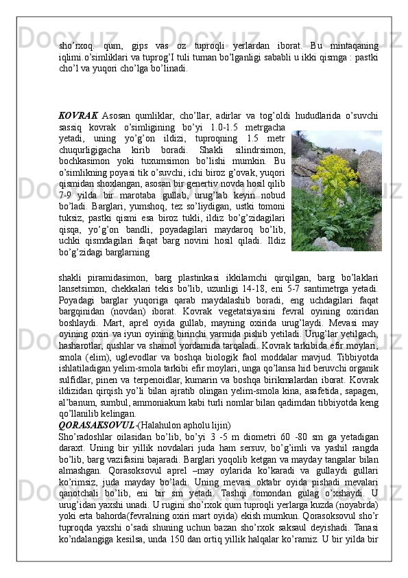 sho’rxoq.   qum,   gips   vas   oz   tuproqli   yerlardan   iborat.   Bu   mintaqaning
iqlimi.o’simliklari va tuprog’I tuli tuman bo’lganligi sababli u ikki qismga : pastki
cho’l va yuqori cho’lga bo’linadi. 
 
 
 
KOVRAK   Asosan   qumliklar,   cho’llar,   adirlar   va   tog’oldi   hududlarida   o’suvchi
sassiq   kovrak   o’simligining   bo’yi   1.0-1.5   metrgacha
yetadi,   uning   yo’g’on   ildizi,   tuproqning   1.5   metr
chuqurligigacha   kirib   boradi.   Shakli   silindrsimon,
bochkasimon   yoki   tuxumsimon   bo’lishi   mumkin.   Bu
o’simlikning poyasi tik o’suvchi, ichi biroz g’ovak, yuqori
qismidan shoxlangan, asosan bir genertiv novda hosil qilib
7-9   yilda   bir   marotaba   gullab,   urug’lab   keyin   nobud
bo’ladi.   Barglari,   yumshoq,   tez   so’liydigan,   ustki   tomoni
tuksiz,   pastki   qismi   esa   biroz   tukli,   ildiz   bo’g’zidagilari
qisqa,   yo’g’on   bandli,   poyadagilari   maydaroq   bo’lib,
uchki   qismdagilari   faqat   barg   novini   hosil   qiladi.   Ildiz
bo’g’zidagi barglarning 
shakli   piramidasimon,   barg   plastinkasi   ikkilamchi   qirqilgan,   barg   bo’laklari
lansetsimon,   chekkalari   tekis   bo’lib,   uzunligi   14-18,   eni   5-7   santimetrga   yetadi.
Poyadagi   barglar   yuqoriga   qarab   maydalashib   boradi,   eng   uchdagilari   faqat
bargqinidan   (novdan)   iborat.   Kovrak   vegetatsiyasini   fevral   oyining   oxiridan
boshlaydi.   Mart,   aprel   oyida   gullab,   mayning   oxirida   urug’laydi.   Mevasi   may
oyining oxiri va iyun oyining birinchi yarmida pishib yetiladi. Urug’lar yetilgach,
hasharotlar, qushlar va shamol yordamida tarqaladi. Kovrak tarkibida efir moylari,
smola   (elim),   uglevodlar   va   boshqa   biologik   faol   moddalar   mavjud.   Tibbiyotda
ishlatiladigan yelim-smola tarkibi efir moylari, unga qo’lansa hid beruvchi organik
sulfidlar,   pinen   va   terpenoidlar,   kumarin   va   boshqa   birikmalardan   iborat.   Kovrak
ildizidan   qirqish   yo’li   bilan   ajratib   olingan   yelim-smola   kina,   asafetida,   sapagen,
al’banum, sumbul, ammoniakum kabi turli nomlar bilan qadimdan tibbiyotda keng
qo’llanilib kelingan. 
QORASAKSOVUL -(Halahulon apholu lijin) 
Sho’radoshlar   oilasidan   bo’lib,   bo’yi   3   -5   m   diometri   60   -80   sm   ga   yetadigan
daraxt.   Uning   bir   yillik   novdalari   juda   ham   sersuv,   bo’g’imli   va   yashil   rangda
bo’lib, barg vazifasini bajaradi. Barglari yoqolib ketgan va mayday tangalar bilan
almashgan.   Qorasoksovul   aprel   –may   oylarida   ko’karadi   va   gullaydi   gullari
ko’rimsiz,   juda   mayday   bo’ladi.   Uning   mevasi   oktabr   oyida   pishadi   mevalari
qanotchali   bo’lib,   eni   bir   sm   yetadi.   Tashqi   tomondan   gulag   o’xshaydi.   U
urug’idan yaxshi unadi. U rugini sho’rxok qum tuproqli yerlarga kuzda (noyabrda)
yoki erta bahorda(fevralning oxiri mart oyida) ekish mumkun. Qorasoksovul sho’r
tuproqda   yaxshi   o’sadi   shuning   uchun   bazan   sho’rxok   saksaul   deyishadi.   Tanasi
ko’ndalangiga kesilsa, unda 150 dan ortiq yillik halqalar ko’ramiz. U bir yilda bir
     