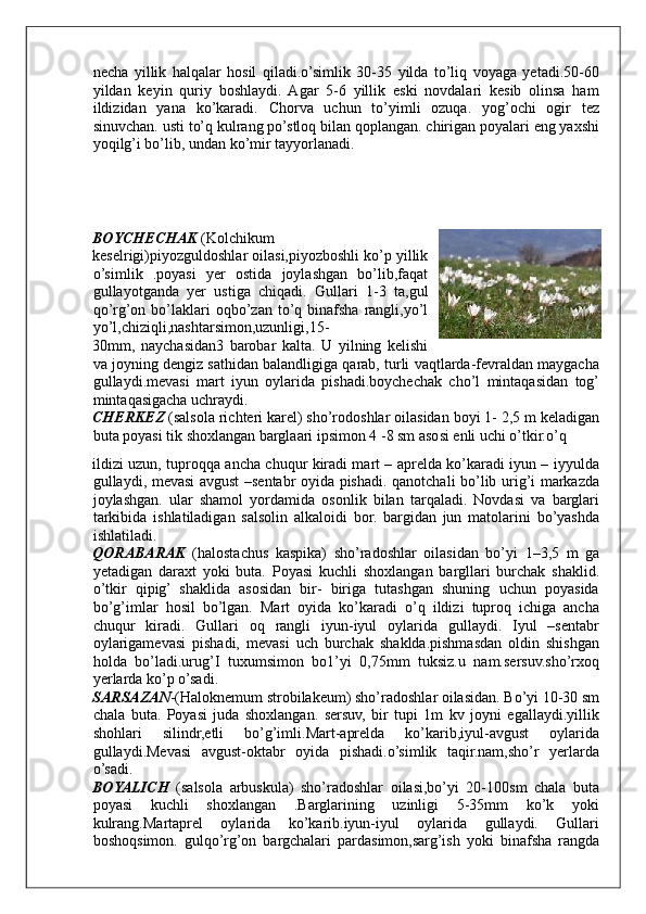 necha   yillik   halqalar   hosil   qiladi.o’simlik   30-35   yilda   to’liq   voyaga   yetadi.50-60
yildan   keyin   quriy   boshlaydi.   Agar   5-6   yillik   eski   novdalari   kesib   olinsa   ham
ildizidan   yana   ko’karadi.   Chorva   uchun   to’yimli   ozuqa.   yog’ochi   ogir   tez
sinuvchan. usti to’q kulrang po’stloq bilan qoplangan. chirigan poyalari eng yaxshi
yoqilg’i bo’lib, undan ko’mir tayyorlanadi. 
 
 
 
 
BOYCHECHAK  (Kolchikum 
keselrigi)piyozguldoshlar oilasi,piyozboshli ko’p yillik
o’simlik   .poyasi   yer   ostida   joylashgan   bo’lib,faqat
gullayotganda   yer   ustiga   chiqadi.   Gullari   1-3   ta,gul
qo’rg’on  bo’laklari  oqbo’zan  to’q  binafsha  rangli,yo’l
yo’l,chiziqli,nashtarsimon,uzunligi,15-
30mm,   naychasidan3   barobar   kalta.   U   yilning   kelishi
va joyning dengiz sathidan balandligiga qarab, turli vaqtlarda-fevraldan maygacha
gullaydi.mevasi   mart   iyun   oylarida   pishadi.boychechak   cho’l   mintaqasidan   tog’
mintaqasigacha uchraydi. 
CHERKEZ  (salsola richteri karel) sho’rodoshlar oilasidan boyi 1- 2,5 m keladigan
buta poyasi tik shoxlangan barglaari ipsimon 4 -8 sm asosi enli uchi o’tkir.o’q 
ildizi uzun, tuproqqa ancha chuqur kiradi mart – aprelda ko’karadi iyun – iyyulda
gullaydi, mevasi avgust –sentabr oyida pishadi. qanotchali bo’lib urig’i markazda
joylashgan.   ular   shamol   yordamida   osonlik   bilan   tarqaladi.   Novdasi   va   barglari
tarkibida   ishlatiladigan   salsolin   alkaloidi   bor.   bargidan   jun   matolarini   bo’yashda
ishlatiladi. 
QORABARAK   (halostachus   kaspika)   sho’radoshlar   oilasidan   bo’yi   1–3,5   m   ga
yetadigan   daraxt   yoki   buta.   Poyasi   kuchli   shoxlangan   bargllari   burchak   shaklid.
o’tkir   qipig’   shaklida   asosidan   bir-   biriga   tutashgan   shuning   uchun   poyasida
bo’g’imlar   hosil   bo’lgan.   Mart   oyida   ko’karadi   o’q   ildizi   tuproq   ichiga   ancha
chuqur   kiradi.   Gullari   oq   rangli   iyun-iyul   oylarida   gullaydi.   Iyul   –sentabr
oylarigamevasi   pishadi,   mevasi   uch   burchak   shaklda.pishmasdan   oldin   shishgan
holda   bo’ladi.urug’I   tuxumsimon   bo1’yi   0,75mm   tuksiz.u   nam.sersuv.sho’rxoq
yerlarda ko’p o’sadi. 
SARSAZAN -(Haloknemum strobilakeum) sho’radoshlar oilasidan. Bo’yi 10-30 sm
chala   buta.   Poyasi   juda   shoxlangan.   sersuv,   bir   tupi   1m   kv   joyni   egallaydi.yillik
shohlari   silindr,etli   bo’g’imli.Mart-aprelda   ko’karib,iyul-avgust   oylarida
gullaydi.Mevasi   avgust-oktabr   oyida   pishadi.o’simlik   taqir.nam,sho’r   yerlarda
o’sadi. 
BOYALICH   (salsola   arbuskula)   sho’radoshlar   oilasi,bo’yi   20-100sm   chala   buta
poyasi   kuchli   shoxlangan   .Barglarining   uzinligi   5-35mm   ko’k   yoki
kulrang.Martaprel   oylarida   ko’karib.iyun-iyul   oylarida   gullaydi.   Gullari
boshoqsimon.   gulqo’rg’on   bargchalari   pardasimon,sarg’ish   yoki   binafsha   rangda
     