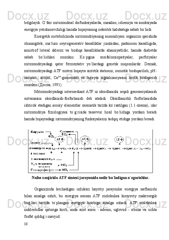 belgilaydi. O`tkir mitoxondrial disfunksiyalarda, masalan, ishemiya va anoksiyada
energiya yetishmovchiligi hamda hujayraning nekrotik halokatiga sabab bo`ladi.
Energetik metobolizmda mitoxondriyaning anomoliyasi  organizm qarishida
shuningdek,   ma`lum   neyrogenerativ   kasalliklar   jumladan,   parkinson   kasalligida,
amiotrof   loteral   skleroz   va   boshqa   kasalliklarda   ahamiyatlidir,   hamda   diabetda
sabab   bo`lishlari   mumkin.   Ko`pgina   ensifalomiopatiyalar,   parfiriyalar
mitoxondriyadagi   qator   fermentativ   yo`llardagi   genetik   nuqsonlardir.   Demak,
mitoxondriyadagi ATF sintezi hujayra sintetik statusini, osmotik boshqarilish, рН-
nazorati,   sitozol,   Сa 2+
-gomeostaz   va   hujayra   signalizasiyasini   kritik   boshqarish
mumkin (Досон, 1991).
Mitoxondriyadagi intermediant  ATF ni oksidlanishi  orqali  generasiyalanish
sistemasini   oksidlanish-fosforlanish   deb   ataladi.   Oksidlanishli   fosforlanishda
ishtirok etadigan asosiy  elementlar  sxematik  tarzda  ko`rsatilgan (1.1-sxema),  ular
mitoxondriya   fiziologiyasi   to`g`risida   tasavvur   hosil   bo`lishiga   yordam   beradi
hamda hujayradagi mitoxondriyaning funksiyalarini tadqiq etishga yordam beradi.
 
Nafas zanjirida ATF sintezi jarayonida sodir bo`ladigan o`zgarishlar.
Organizmda   kechadigan   uzluksiz   hayotiy   jarayonlar   energiya   sarflanishi
bilan   amalga   oshib,   bu   energiya   asosan   ATF   molekulasi   kimyoviy   makroergik
bog`lari   tarzida   to`plangan   energiya   hisobiga   amalga   oshadi.   ATF   molekulasi
nukleotidlar   qatoriga   kirib,   unda   azot   asosi   -   adenin,   uglevod   -   riboza   va   uchta
fosfat qoldig`i mavjud.
10 