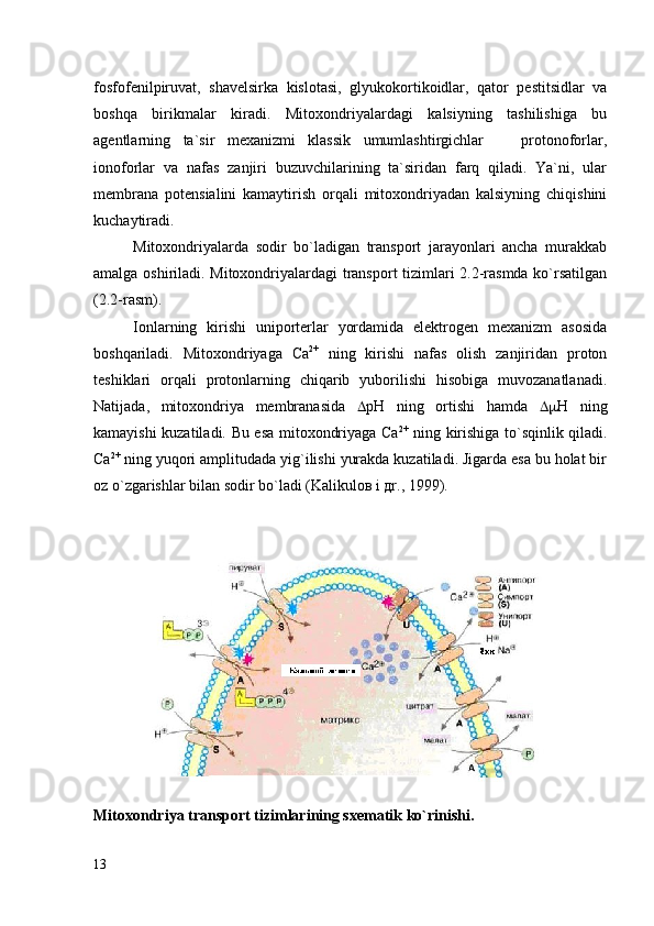 fosfofenilpiruvat,   shavelsirka   kislotasi,   glyukokortikoidlar,   qator   pestitsidlar   va
boshqa   birikmalar   kiradi.   Mitoxondriyalardagi   kalsiyning   tashilishiga   bu
agentlarning   ta`sir   mexanizmi   klassik   umumlashtirgichlar     protonoforlar,–
ionoforlar   va   nafas   zanjiri   buzuvchilarining   ta`siridan   farq   qiladi.   Ya`ni,   ular
membrana   potensialini   kamaytirish   orqali   mitoxondriyadan   kalsiyning   chiqishini
kuchaytiradi.   
Mitoxondriyalarda   sodir   bo`ladigan   transport   jarayonlari   ancha   murakkab
amalga oshiriladi. Mitoxondriyalardagi transport tizimlari 2.2-rasmda ko`rsatilgan
(2.2-rasm).
Ionlarning   kirishi   uniporterlar   yordamida   elektrogen   mexanizm   asosida
boshqariladi.   Mitoxondriyaga   Сa 2+
  ning   kirishi   nafas   olish   zanjiridan   proton
teshiklari   orqali   protonlarning   chiqarib   yuborilishi   hisobiga   muvozanatlanadi.
Natijada,   mitoxondriya   membranasida    рН   ning   ortishi   hamda    Н   ning
kamayishi kuzatiladi. Bu esa mitoxondriyaga Сa 2+
  ning kirishiga to`sqinlik qiladi.
Сa 2+
 ning yuqori amplitudada yig`ilishi yurakda kuzatiladi. Jigarda esa bu holat bir
oz o`zgarishlar bilan sodir bo`ladi (Kаlikuloв i дr., 1999).
Mitoxondriya transport tizimlarining sxematik ko`rinishi.
13 