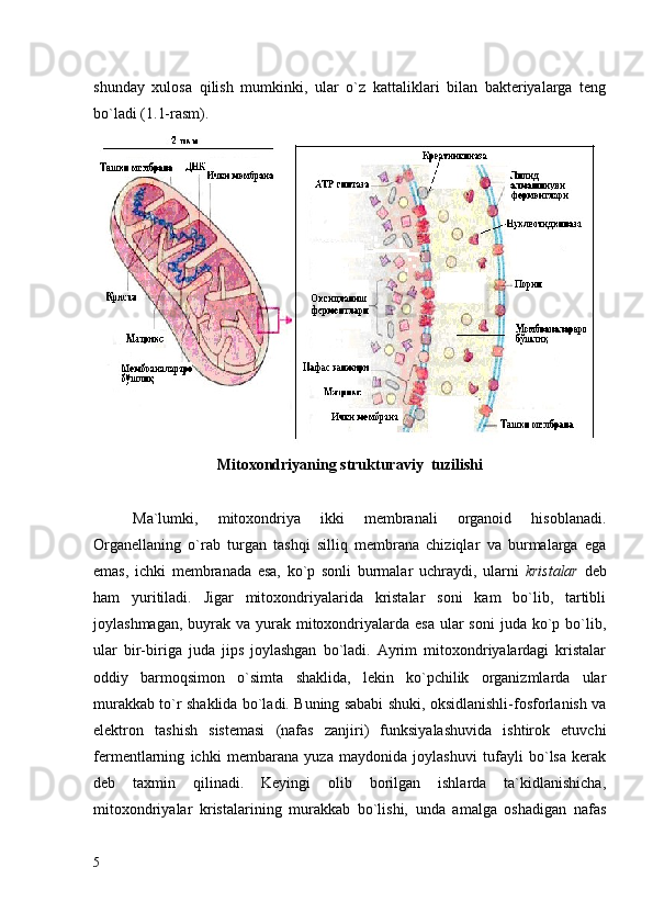 shunday   xulosa   qilish   mumkinki,   ular   o`z   kattaliklari   bilan   bakteriyalarga   teng
bo`ladi ( 1. 1-rasm). 
Mitoxondriyaning strukturaviy  tuzilishi
Ma`lumki,   mitoxondriya   ikki   membranali   organoid   hisoblanadi.
Organellaning   o`rab   turgan   tashqi   silliq   membrana   chiziqlar   va   burmalarga   ega
emas,   ichki   membranada   esa,   ko`p   sonli   burmalar   uchraydi,   ularni   kristalar   deb
ham   yuritiladi.   Jigar   mitoxondriyalarida   kristalar   soni   kam   bo`lib,   tartibli
joylashmagan,  buyrak va yurak mitoxondriyalarda esa  ular  soni  juda ko`p bo`lib,
ular   bir-biriga   juda   jips   joylashgan   bo`ladi.   Ayrim   mitoxondriyalardagi   kristalar
oddiy   barmoqsimon   o`simta   shaklida,   lekin   ko`pchilik   organizmlarda   ular
murakkab to`r shaklida bo`ladi. Buning sababi shuki, oksidlanishli-fosforlanish va
elektron   tashish   sistemasi   (nafas   zanjiri)   funksiyalashuvida   ishtirok   etuvchi
fermentlarning   ichki   membarana   yuza   maydonida   joylashuvi   tufayli   bo`lsa   kerak
deb   taxmin   qilinadi.   Keyingi   olib   borilgan   ishlarda   ta`kidlanishicha,
mitoxondriyalar   kristalarining   murakkab   bo`lishi,   unda   amalga   oshadigan   nafas
5 