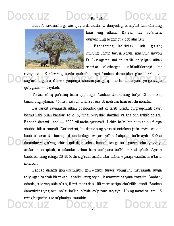 Baobab
Baobab savannalarga xos ajoyib daraxtdir. U dunyodagi bahaybat daraxtlarning
ham   eng   ulkani.   Ba’zan   uni   «o’simlik
dunyosining begemoti» deb atashadi. 
Baobabning   ko’rinishi   juda   g`alati;
shuning   uchun   bo’lsa   kerak,   mashhur   sayyoh
D.   Livingston   uni   to’ntarib   qo’yilgan   ulkan
sabziga   o’xshatgan.   Afrikaliklardagi   bir
rivoyatda:   «Kunlarning   birida   qudratli   tangri   baobab   daraxtidan   g`azablanib,   uni
sug`urib olgan-u, ildizini yuqoriga, shoxini pastga qaratib to’ntarib yana yerga suqib
qo’ygan», — deyiladi. 
Tanasi   silliq   po’stloq   bilan   qoplangan   baobab   daraxtining   bo’yi   18-20   metr,
tanasining aylanasi 45 metr keladi, diametri osa 10 metrdan ham ortishi mumkin. 
Bu   daraxt   savannada   ulkan   posbondek   qad   ko’tarib   turadi,   qurg`oqchilik   davri
boshlanishi   bilan   barglari   to’kilib,   qing`ir-qiyshiq   shoxlari   yalang`ochlarshib   qoladi.
Baobab   daraxti   uzoq   —   5000   yilgacha   yashaydi.   Lekin   ba’zi   bir   olimlar   bu   fikrga
shubha bilan qaraydi. Darhaqiqat, bu daraxtning yoshini  aniqlash  juda qiyin, chunki
baobab   tanasida   boshqa   daraxtlardagi   singari   yillik   halqalar   bo’lmaydi.   Keksa
daraxtlarning   o’zagi   chirib   qoladi,   o’zaksiz   baobab   ichiga   turli   parrandalar,   yovvoyi
asalarilar   in   qiladi;   u   odamlar   uchun   ham   boshpana   bo’lib   xizmat   qiladi.   Ayrim
baobablarning ichiga 20-30 kishi sig`ishi, mashinalar uchun «garaj» vazifasini o’tashi
mumkin. 
Baobab   daraxti   goh   «semirib»,   goh   «ozib»   turadi:   yomg`irli   mavsumda   suvga
to’yingan baobab biroz «to’lishadi», qurg`oqchilik mavsumida yana «ozadi». Baobab,
odatda, suv yaqinida o’sib, ildizi tanasidan 100 metr nariga cho’zilib ketadi. Baobab
daraxtining yog`ochi bo’sh bo’lib, o’zida ko’p nam saqlaydi. Uning tanasida jami 15
ming litrgacha suv to’planishi mumkin. 
20 