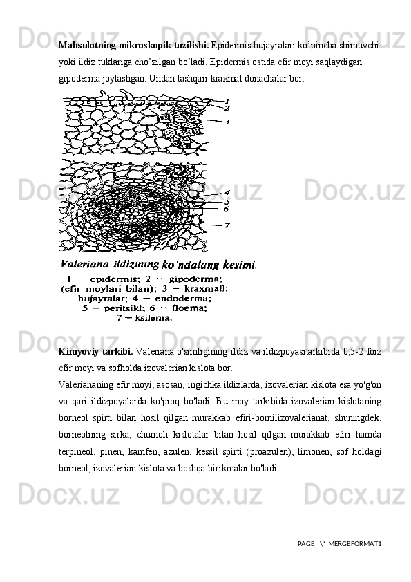 Mahsulotning mikroskopik tuzilishi.  Epidermis hujayralari ko’pincha shimuvchi 
yoki ildiz tuklariga cho’zilgan bo’ladi. Epidermis ostida efir moyi saqlaydigan 
gipoderma joylashgan. Undan tashqari kraxmal donachalar bor.
Kimyoviy tarkibi.   Valeriana o'simligining ildiz va ildizpoyasitarkibida 0,5-2 foiz
efir moyi va sofholda izovalerian kislota bor.
Valeriananing efir moyi, asosan, ingichka ildizlarda, izovalerian kislota esa yo'g'on
va   qari   ildizpoyalarda   ko'proq   bo'ladi.   Bu   moy   tarkibida   izovalerian   kislotaning
borneol   spirti   bilan   hosil   qilgan   murakkab   efiri-bornilizovalerianat,   shuningdek,
borneolning   sirka,   chumoli   kislotalar   bilan   hosil   qilgan   murakkab   efiri   hamda
terpineol,   pinen,   kamfen,   azulen,   kessil   spirti   (proazulen),   limonen,   sof   holdagi
borneol, izovalerian kislota va boshqa birikmalar bo'ladi.
PAGE   \* MERGEFORMAT1 