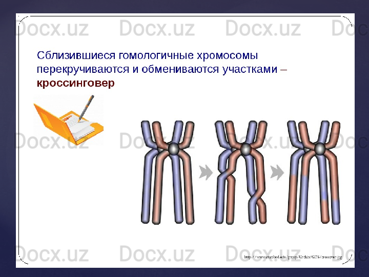 Мейоз. Отдельные фазы мейоза у животных - презентация онлайн