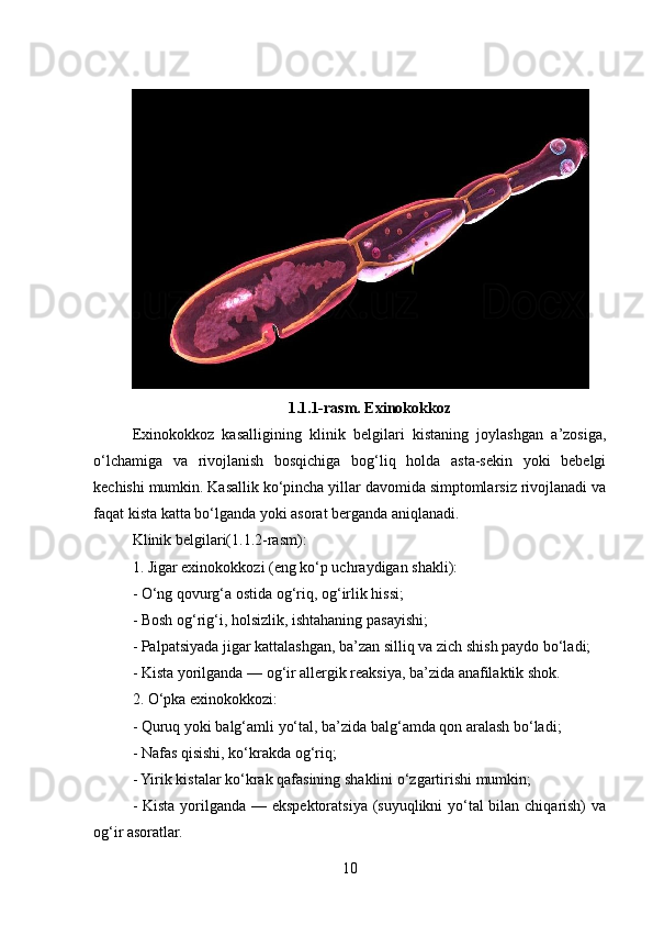 1.1.1-rasm. Exinokokkoz 
Exinokokkoz   kasalligining   klinik   belgilari   kistaning   joylashgan   a’zosiga,
o‘lchamiga   va   rivojlanish   bosqichiga   bog‘liq   holda   asta-sekin   yoki   bebelgi
kechishi mumkin. Kasallik ko‘pincha yillar davomida simptomlarsiz rivojlanadi va
faqat kista katta bo‘lganda yoki asorat berganda aniqlanadi.
Klinik belgilari(1.1.2-rasm):
1. Jigar exinokokkozi (eng ko‘p uchraydigan shakli):
- O‘ng qovurg‘a ostida og‘riq, og‘irlik hissi;
- Bosh og‘rig‘i, holsizlik, ishtahaning pasayishi;
- Palpatsiyada jigar kattalashgan, ba’zan silliq va zich shish paydo bo‘ladi;
- Kista yorilganda — og‘ir allergik reaksiya, ba’zida anafilaktik shok.
2. O‘pka exinokokkozi:
- Quruq yoki balg‘amli yo‘tal, ba’zida balg‘amda qon aralash bo‘ladi;
- Nafas qisishi, ko‘krakda og‘riq;
- Yirik kistalar ko‘krak qafasining shaklini o‘zgartirishi mumkin;
- Kista yorilganda — ekspektoratsiya (suyuqlikni yo‘tal  bilan chiqarish) va
og‘ir asoratlar.
10 