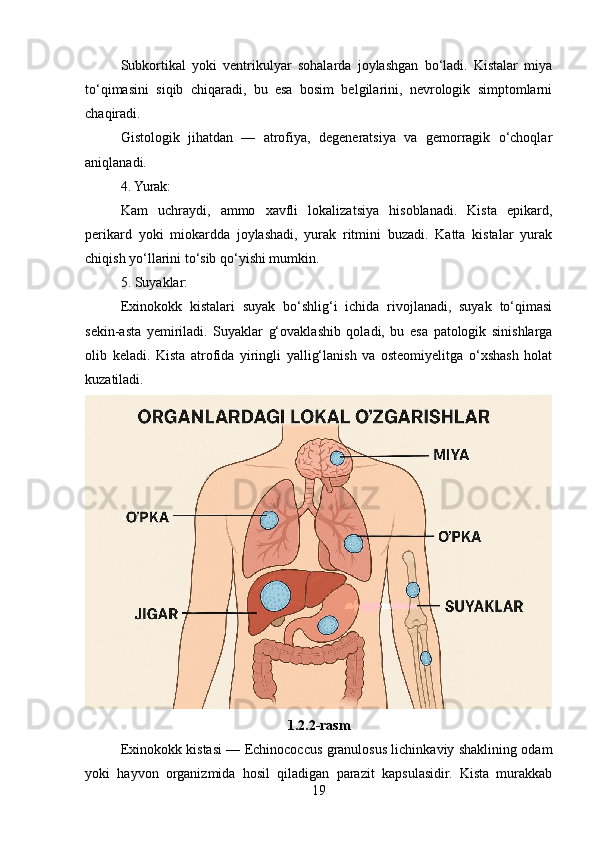 Subkortikal   yoki   ventrikulyar   sohalarda   joylashgan   bo‘ladi.   Kistalar   miya
to‘qimasini   siqib   chiqaradi,   bu   esa   bosim   belgilarini,   nevrologik   simptomlarni
chaqiradi.
Gistologik   jihatdan   —   atrofiya,   degeneratsiya   va   gemorragik   o‘choqlar
aniqlanadi.
4. Yurak:
Kam   uchraydi,   ammo   xavfli   lokalizatsiya   hisoblanadi.   Kista   epikard,
perikard   yoki   miokardda   joylashadi,   yurak   ritmini   buzadi.   Katta   kistalar   yurak
chiqish yo‘llarini to‘sib qo‘yishi mumkin.
5. Suyaklar:
Exinokokk   kistalari   suyak   bo‘shlig‘i   ichida   rivojlanadi,   suyak   to‘qimasi
sekin-asta   yemiriladi.   Suyaklar   g‘ovaklashib   qoladi,   bu   esa   patologik   sinishlarga
olib   keladi.   Kista   atrofida   yiringli   yallig‘lanish   va   osteomiyelitga   o‘xshash   holat
kuzatiladi.
1.2.2-rasm
Exinokokk kistasi — Echinococcus granulosus lichinkaviy shaklining odam
yoki   hayvon   organizmida   hosil   qiladigan   parazit   kapsulasidir.   Kista   murakkab
19 