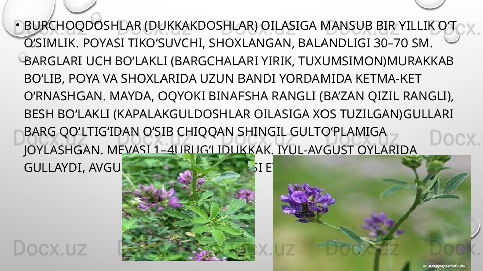 •
BURCHOQDOSHLAR (DUKKAKDOSHLAR) OILASIGA MANSUB BIR YILLIK O‘T 
O‘SIMLIK. POYASI TIKO‘SUVCHI, SHOXLANGAN, BALANDLIGI 30–70 SM. 
BARGLARI UCH BO‘LAKLI (BARGCHALARI YIRIK, TUXUMSIMON)MURAKKAB 
BO‘LIB, POYA VA SHOXLARIDA UZUN BANDI YORDAMIDA KETMA-KET 
O‘RNASHGAN. MAYDA, OQYOKI BINAFSHA RANGLI (BA’ZAN QIZIL RANGLI), 
BESH BO‘LAKLI (KAPALAKGULDOSHLAR OILASIGA XOS TUZILGAN)GULLARI 
BARG QO‘LTIG‘IDAN O‘SIB CHIQQAN SHINGIL GULTO‘PLAMIGA 
JOYLASHGAN. MEVASI 1–4URUG‘LIDUKKAK. IYUL-AVGUST OYLARIDA 
GULLAYDI, AVGUST-SENTYABRDA MEVASI ETILADI. 