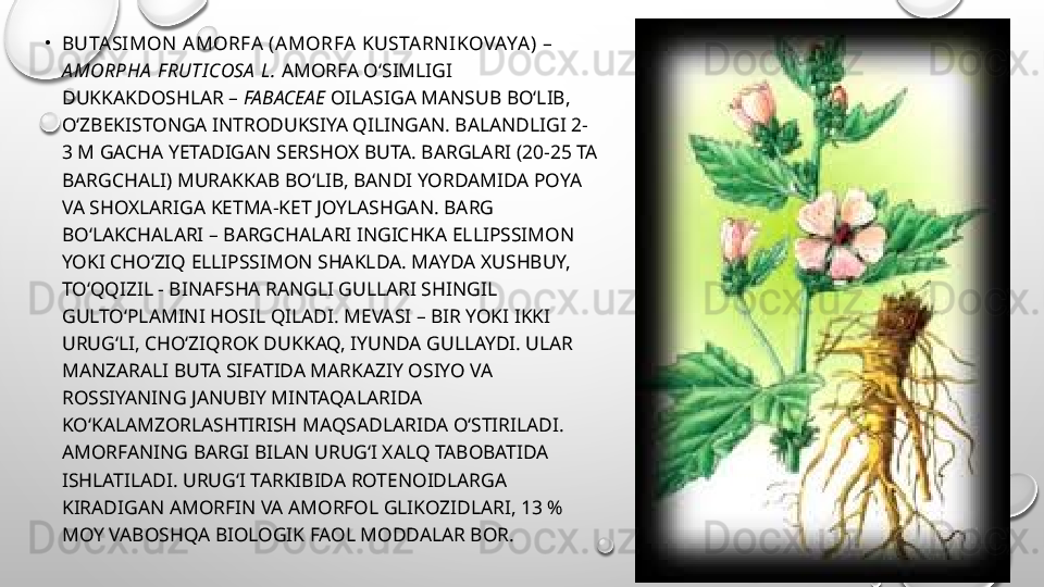 •
BUTASIMON  AMORFA (AMORFA KUSTARNI KOVAYA) – 
A MORPHA  F RUTI COSA  L.  AMORFA O‘SIMLIGI 
DUKKAKDOSHLAR –  FABACEAE  OILASIGA MANSUB BO‘LIB, 
O‘ZBEKISTONGA INTRODUKSIYA QILINGAN. BALANDLIGI 2-
3 M GACHA YETADIGAN SERSHOX BUTA. BARGLARI (20-25 TA 
BARGCHALI) MURAKKAB BO‘LIB, BANDI YORDAMIDA POYA 
VA SHOXLARIGA KETMA-KET JOYLASHGAN. BARG 
BO‘LAKCHALARI – BARGCHALARI INGICHKA ELLIPSSIMON 
YOKI CHO‘ZIQ ELLIPSSIMON SHAKLDA. MAYDA XUSHBUY, 
TO‘QQIZIL - BINAFSHA RANGLI GULLARI SHINGIL 
GULTO‘PLAMINI HOSIL QILADI. MEVASI – BIR YOKI IKKI 
URUG‘LI, CHO‘ZIQROK DUKKAQ, IYUNDA GULLAYDI. ULAR 
MANZARALI BUTA SIFATIDA MARKAZIY OSIYO VA 
ROSSIYANING JANUBIY MINTAQALARIDA 
KO‘KALAMZORLASHTIRISH MAQSADLARIDA O‘STIRILADI. 
AMORFANING BARGI BILAN URUG‘I XALQ TABOBATIDA 
ISHLATILADI. URUG‘I TARKIBIDA ROTENOIDLARGA 
KIRADIGAN AMORFIN VA AMORFOL GLIKOZIDLARI, 13 % 
MOY VABOSHQA BIOLOGIK FAOL MODDALAR BOR. 
