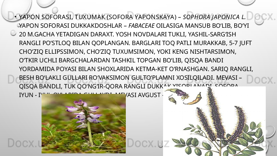 •
YAPON SOFORASI , TUX UMAK (SOFORA YAPONSKAYA) –  SOPHORA  J A PONI CA  L. 
YAPON SOFORASI DUKKAKDOSHLAR –  FABACEAE  OILASIGA MANSUB BO‘LIB, BO‘YI 
20 M.GACHA YETADIGAN DARAXT. YOSH NOVDALARI TUKLI, YASHIL-SARG‘ISH 
RANGLI PO‘STLOQ BILAN QOPLANGAN. BARGLARI TOQ PATLI MURAKKAB, 5-7 JUFT 
CHO‘ZIQ ELLIPSSIMON, CHO‘ZIQ TUXUMSIMON, YOKI KENG NISHTARSIMON, 
O‘TKIR UCHLI BARGCHALARDAN TASHKIL TOPGAN BO‘LIB, QISQA BANDI 
YORDAMIDA POYASI BILAN SHOXLARIDA KETMA-KET O‘RNASHGAN. SARIQ RANGLI, 
BESH BO‘LAKLI GULLARI RO‘VAKSIMON GULTO‘PLAMNI XOSILQILADI. MEVASI – 
QISQA BANDLI, TUK QO‘NG‘IR-QORA RANGLI DUKKAK XISOBLANADI. SOFORA 
IYUN - IYUL OYLARIDA GULLAYDI, MEVASI AVGUST - SENTYABRDA YETILADI. 