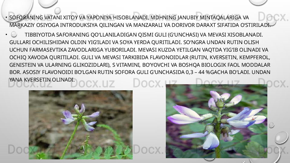 •
SOFORANING VATANI XITOY VA YAPONIYA HISOBLANADI, MDHNING JANUBIY MINTAQALARIGA VA 
MARKAZIY OSIYOGA INTRODUKSIYA QILINGAN VA MANZARALI VA DORIVOR DARAXT SIFATIDA O‘STIRILADI.
•
TIBBIYOTDA SAFORANING QO‘LLANILADIGAN QISMI GULI (G‘UNCHASI) VA MEVASI XISOBLANADI. 
GULLARI OCHILISHIDAN OLDIN YIG‘ILADI VA SOYA YERDA QURITILADI. SO‘NGRA UNDAN RUTIN OLISH 
UCHUN FARMASEVTIKA ZAVODLARIGA YUBORILADI. MEVASI KUZDA YETILGAN VAQTDA YIG‘IB OLINADI VA 
OCHIQ XAVODA QURITILADI. GULI VA MEVASI TARKIBIDA FLAVONOIDLAR (RUTIN, KVERSETIN, KEMPFEROL, 
GENISTEIN VA ULARNING GLIKOZIDLARI), S VITAMINI, BO‘YOVCHI VA BOSHQA BIOLOGIK FAOL MODDALAR 
BOR. ASOSIY FLAVONOIDI BO‘LGAN RUTIN SOFORA   GULI G‘UNCHASIDA 0,3 – 44 %GACHA BO‘LADI. UNDAN 
YANA KVERSETIN OLINADI. 