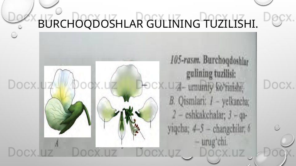 BURCHOQDOSHLAR GULINING TUZILISHI. 