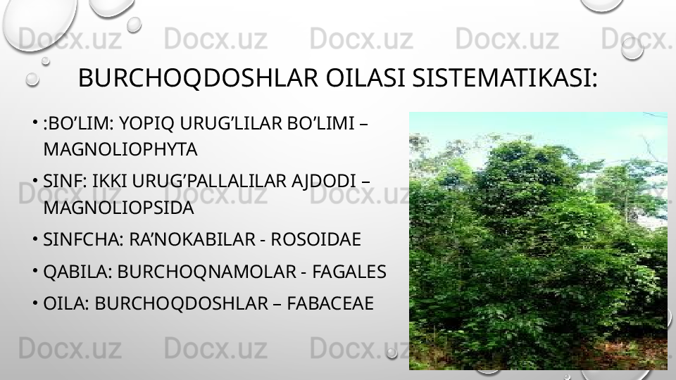 BURCHOQDOSHLAR OILASI SISTEMATIKASI:
•
:BO’LIM: YOPIQ URUG’LILAR BO’LIMI – 
MAGNOLIOPHYTA 
•
SINF: IKKI URUG’PALLALILAR A JDODI – 
MAGNOLIOPSIDA 
•
SINFCHA: RA’NOKABILAR - ROSOIDAE 
•
QABILA: BURCHOQNAMOLAR - FAGALES 
•
OILA: BURCHOQDOSHLAR – FABACEAE 