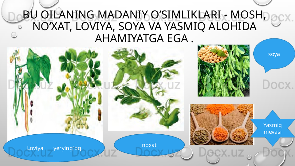 BU OILANING MADANIY O‘SIMLIKLARI - MOSH, 
NO‘XAT, LOVIYA, SOYA VA YASMIQ ALOHIDA 
AHAMIYATGA EGA .
noxat
Loviya       yerying`oq soya
Yasmiq 
mevasi 
