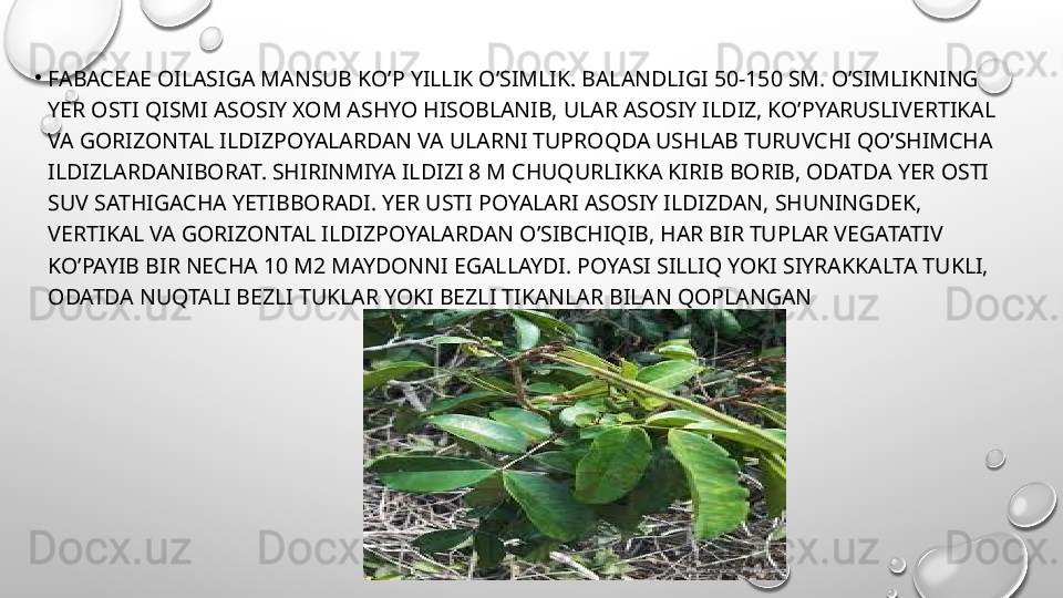 •
FABACEAE OILASIGA MANSUB KO’P YILLIK O’SIMLIK. BALANDLIGI 50-150 SM. O’SIMLIKNING 
YER OSTI QISMI ASOSIY XOM ASHYO HISOBLANIB, ULAR ASOSIY ILDIZ, KO’PYARUSLIVERTIKAL 
VA GORIZONTAL ILDIZPOYALARDAN VA ULARNI TUPROQDA USHLAB TURUVCHI QO’SHIMCHA 
ILDIZLARDANIBORAT. SHIRINMIYA ILDIZI 8 M CHUQURLIKKA KIRIB BORIB, ODATDA YER OSTI 
SUV SATHIGACHA YETIBBORADI. YER USTI POYALARI ASOSIY ILDIZDAN, SHUNINGDEK, 
VERTIKAL VA GORIZONTAL ILDIZPOYALARDAN O’SIBCHIQIB, HAR BIR TUPLAR VEGATATIV 
KO’PAYIB BIR NECHA 10 M2 MAYDONNI EGALLAYDI. POYASI SILLIQ YOKI SIYRAKKALTA TUKLI, 
ODATDA NUQTALI BEZLI TUKLAR YOKI BEZLI TIKANLAR BILAN QOPLANGAN 