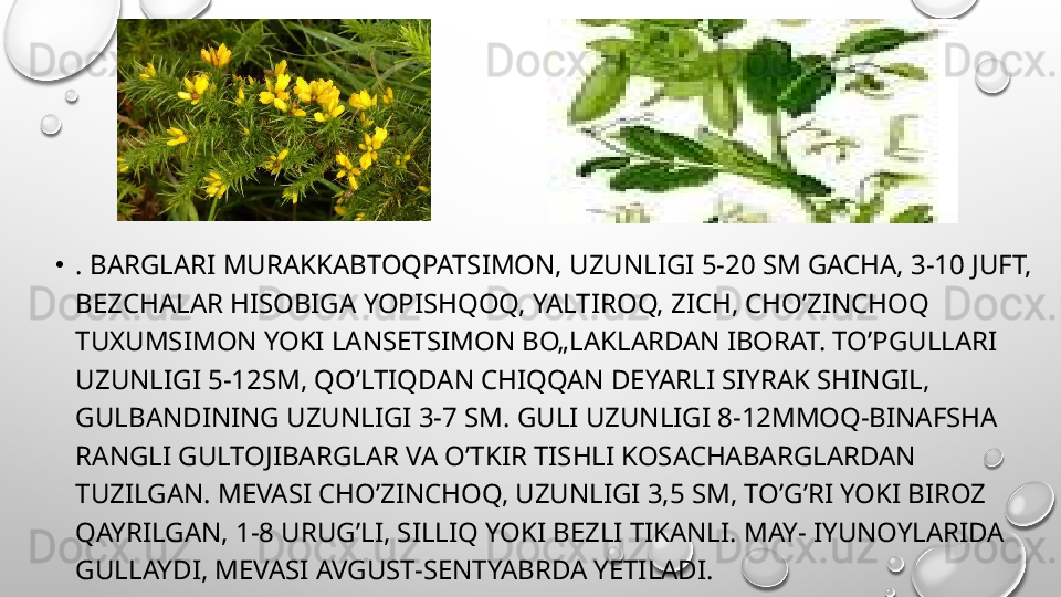 •
. BARGLARI MURAKKABTOQPATSIMON, UZUNLIGI 5-20 SM GACHA, 3-10 JUFT, 
BEZCHALAR HISOBIGA YOPISHQOQ, YALTIROQ, ZICH, CHO’ZINCHOQ 
TUXUMSIMON YOKI LANSETSIMON BO„LAKLARDAN IBORAT. TO’PGULLARI 
UZUNLIGI 5-12SM, QO’LTIQDAN CHIQQAN DEYARLI SIYRAK SHINGIL, 
GULBANDINING UZUNLIGI 3-7 SM. GULI UZUNLIGI 8-12MMOQ-BINAFSHA 
RANGLI GULTOJIBARGLAR VA O’TKIR TISHLI KOSACHABARGLARDAN 
TUZILGAN. MEVASI CHO’ZINCHOQ, UZUNLIGI 3,5 SM, TO’G’RI YOKI BIROZ 
QAYRILGAN, 1-8 URUG’LI, SILLIQ YOKI BEZLI TIKANLI. MAY- IYUNOYLARIDA 
GULLAYDI, MEVASI AVGUST-SENTYABRDA YETILADI. 