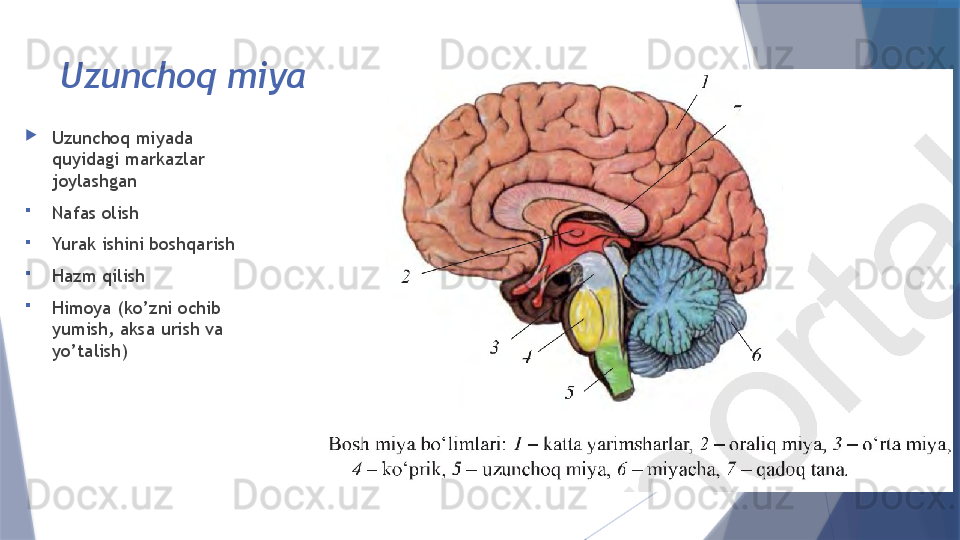 Uzunchoq miya

Uzunchoq miyada  
quyidagi markazlar 
joylashgan

Nafas olish

Yurak ishini boshqarish

Hazm qilish

Himoya (ko’zni ochib 
yumish, aksa urish va 
yo’talish)                   