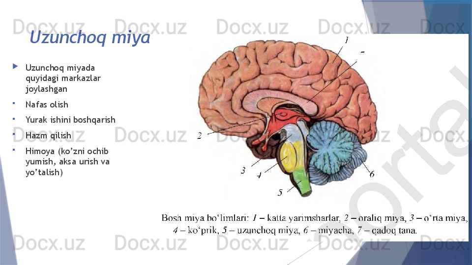 Uzunchoq miya
Uzunchoq miyada  
quyidagi markazlar 
joylashgan
Nafas olish
Yurak ishini boshqarish
Hazm qilish
Himoya (ko’zni ochib 
yumish, aksa urish va 
yo’talish)