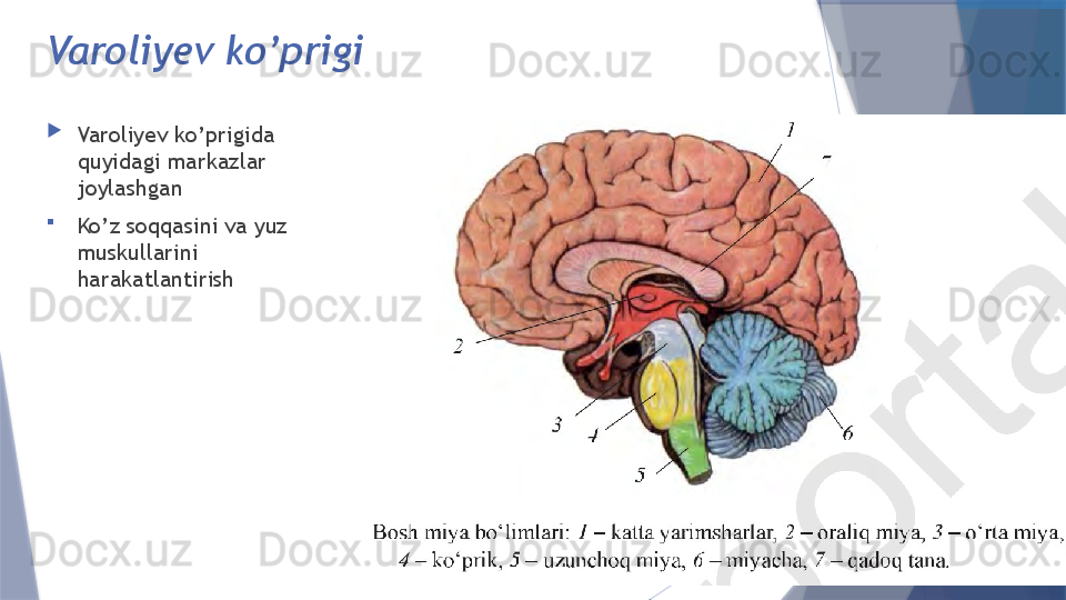 Varoliyev ko’prigi

Varoliyev ko’prigida 
quyidagi markazlar 
joylashgan

Ko’z soqqasini va yuz 
muskullarini 
harakatlantirish                   