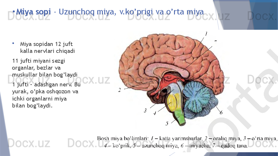 •
Miya sopi  -  Uzunchoq miya, v.ko’prigi va o’rta miya

Miya sopidan 12 juft  
kalla nervlari chiqadi 
11 jufti miyani sezgi 
organlar, bezlar va 
muskullar bilan bog’laydi
1 jufti – adashgan nerv. Bu 
yurak, o’pka oshqozon va 
ichki organlarni miya 
bilan bog’laydi.                   