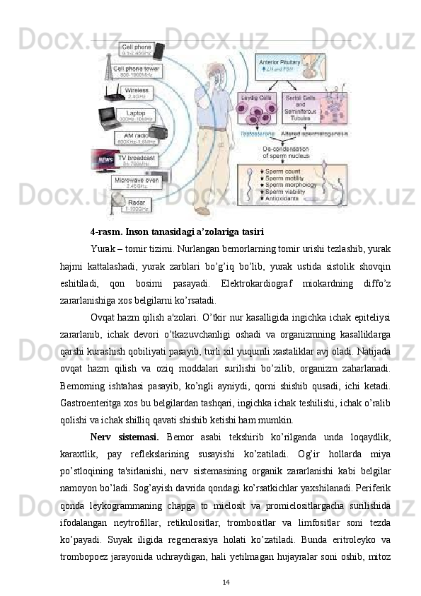 4-rasm. Inson tanasidagi a’zolariga tasiri
Yurak – tomir tizimi. Nurlangan bemorlarning tomir urishi tezlashib, yurak
hajmi   kattalashadi,   yurak   zarblari   bo’g’iq   bo’lib,   yurak   ustida   sistolik   shovqin
eshitiladi,   qon   bosimi   pasayadi.   Elektrokardiograf   miokardning   diffo’z
zararlanishiga xos belgilarni ko’rsatadi.
Ovqat hazm qilish a'zolari. O’tkir nur kasalligida ingichka ichak epiteliysi
zararlanib,   ichak   devori   o’tkazuvchanligi   oshadi   va   organizmning   kasalliklarga
qarshi kurashish qobiliyati pasayib, turli xil yuqumli xastaliklar avj oladi. Natijada
ovqat   hazm   qilish   va   oziq   moddalari   surilishi   bo’zilib,   organizm   zaharlanadi.
Bemorning   ishtahasi   pasayib,   ko’ngli   ayniydi,   qorni   shishib   qusadi,   ichi   ketadi.
Gastroenteritga xos bu belgilardan tashqari, ingichka ichak teshilishi, ichak o’ralib
qolishi va ichak shilliq qavati shishib ketishi ham mumkin.
Nerv   sistemasi.   Bemor   asabi   tekshirib   ko’rilganda   unda   loqaydlik,
karaxtlik,   pay   reflekslarining   susayishi   ko’zatiladi.   Og’ir   hollarda   miya
po’stloqining   ta'sirlanishi,   nerv   sistemasining   organik   zararlanishi   kabi   belgilar
namoyon bo’ladi. Sog’ayish davrida qondagi ko’rsatkichlar yaxshilanadi. Periferik
qonda   leykogrammaning   chapga   to   mielosit   va   promielositlargacha   surilishida
ifodalangan   neytrofillar,   retikulositlar,   trombositlar   va   limfositlar   soni   tezda
ko’payadi.   Suyak   iligida   regenerasiya   holati   ko’zatiladi.   Bunda   eritroleyko   va
trombopoez   jarayonida  uchraydigan,  hali  yetilmagan   hujayralar  soni   oshib,  mitoz
14 