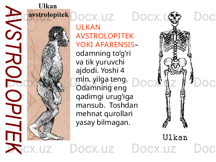 Ulkan 
avstrolopitek
ULKA N  
AVSTROLOPITEK 
YOKI  A FA REN SI S –
odamning to’g’ri 
va tik yuruvchi 
ajdodi. Yoshi 4 
mln. yilga teng. 
Odamning eng 
qadimgi urug’iga 
mansub.    Toshdan 
mehnat qurollari 
yasay bilmagan. 