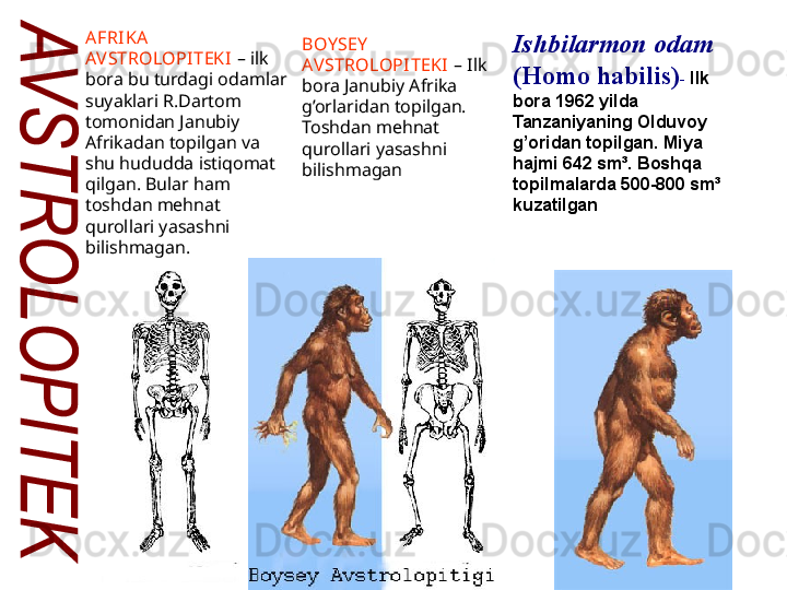 AFRI KA  
AVSTROLOPITEKI   –  ilk 
bora bu turdagi odamlar 
suyaklari R.Dartom 
tomonidan Janubiy 
Afrikadan topilgan va 
shu hududda istiqomat 
qilgan. Bular ham 
toshdan mehnat 
qurollari yasashni 
bilishmagan. BOY SEY  
AVSTROLOPITEKI  –  Ilk 
bora Janubiy Afrika 
g’orlaridan topilgan. 
Toshdan mehnat 
qurollari yasashni 
bilishmagan Ishbilarmon odam  
(Homo habilis) -   Ilk 
bora 1962 yilda 
Tanzaniyaning Olduvoy 
g’oridan topilgan. Miya 
hajmi 642 sm³. Boshqa 
topilmalarda 500-800 sm³ 
kuzatilgan   