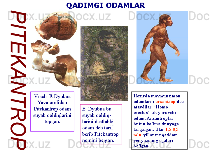 QADIMGI ODAMLAR
Vrach  E.Dyubua 
Yava orolidan 
Pitekantrop odam 
suyak qoldiqlarini 
topgan. E. Dyubua bu 
suyak qoldiq-
larini dastlabki 
odam deb   tarif 
berib Pitekantrop 
nomini bergan. Hozirda maymunsimon 
odamlarni  arxantrop  deb 
ataydilar. “Homo 
erectus”-tik yuruvchi 
odam. Arxantroplar 
butun ko’hna dunyoga 
tarqalgan. Ular  1,5-0,5 
mln.  yillar muqaddam 
yer yuzining egalari 
bo’lgan. 