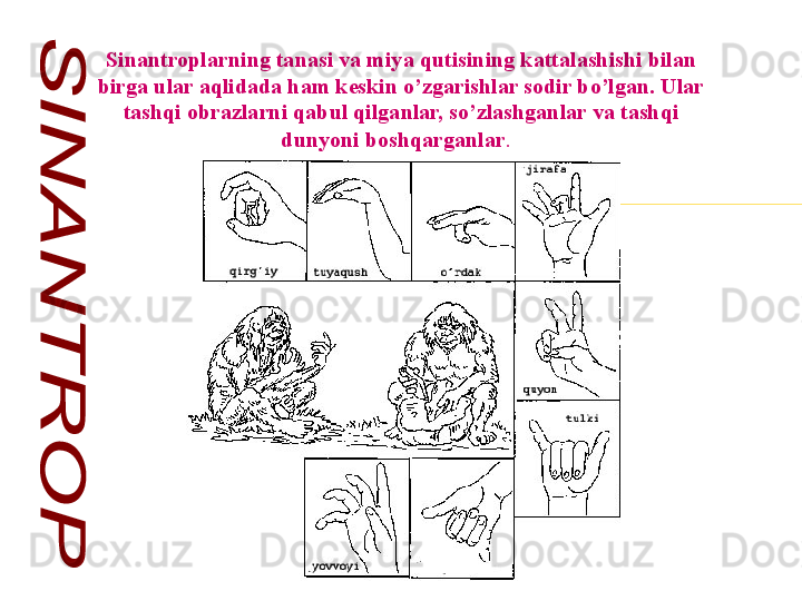 Sinantroplarning tanasi va miya qutisining kattalashishi bilan 
birga ular aqlidada ham keskin o’zgarishlar sodir bo’lgan. Ular 
tashqi obrazlarni qabul qilganlar, so’zlashganlar va tashqi 
dunyoni boshqarganlar .     