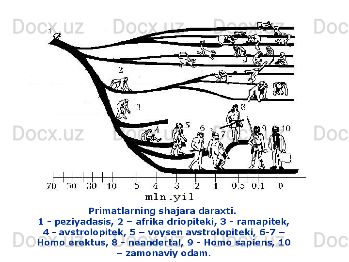 Primatlarning shajara daraxti.  
1 -  peziyadasis , 2 –  afrika driopiteki , 3 -  ramapitek , 
4 -  avstrolopitek , 5 –  voysen avstrolopiteki , 6-7 – 
Homo erektus , 8 -  neandertal , 9 - Homo sapiens, 10 
–  zamonaviy odam . 